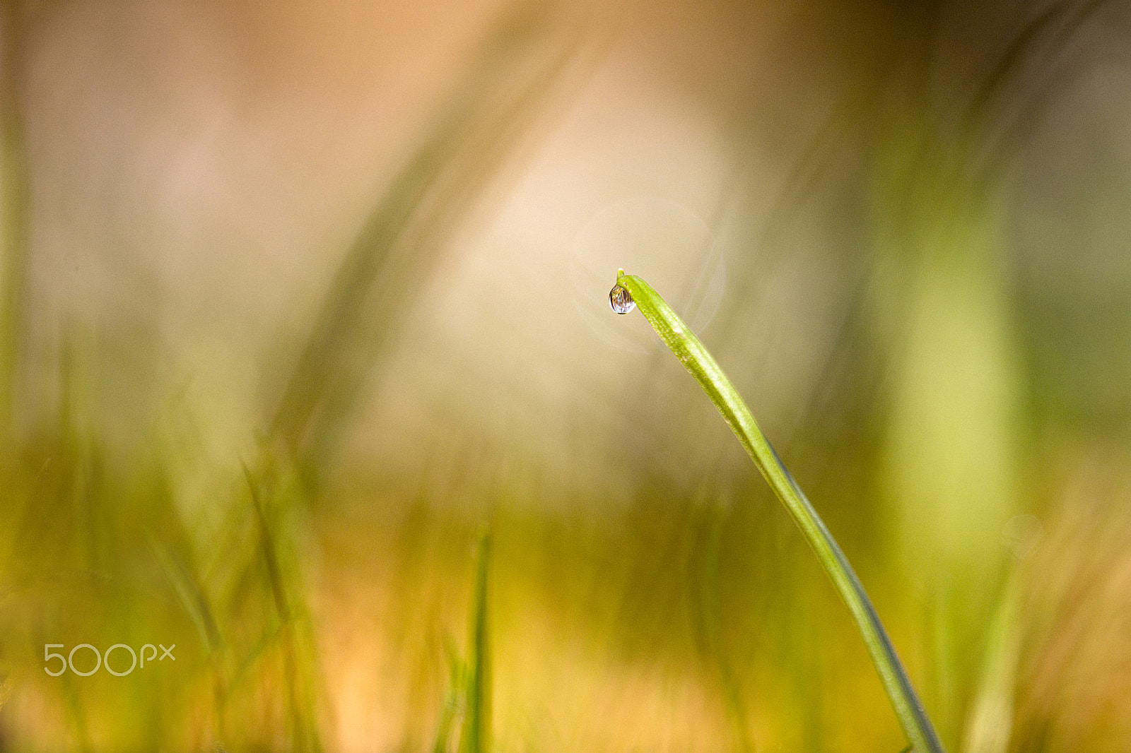 Nikon Nikkor AF-S 300mm F4E PF ED VR sample photo. The drop photography
