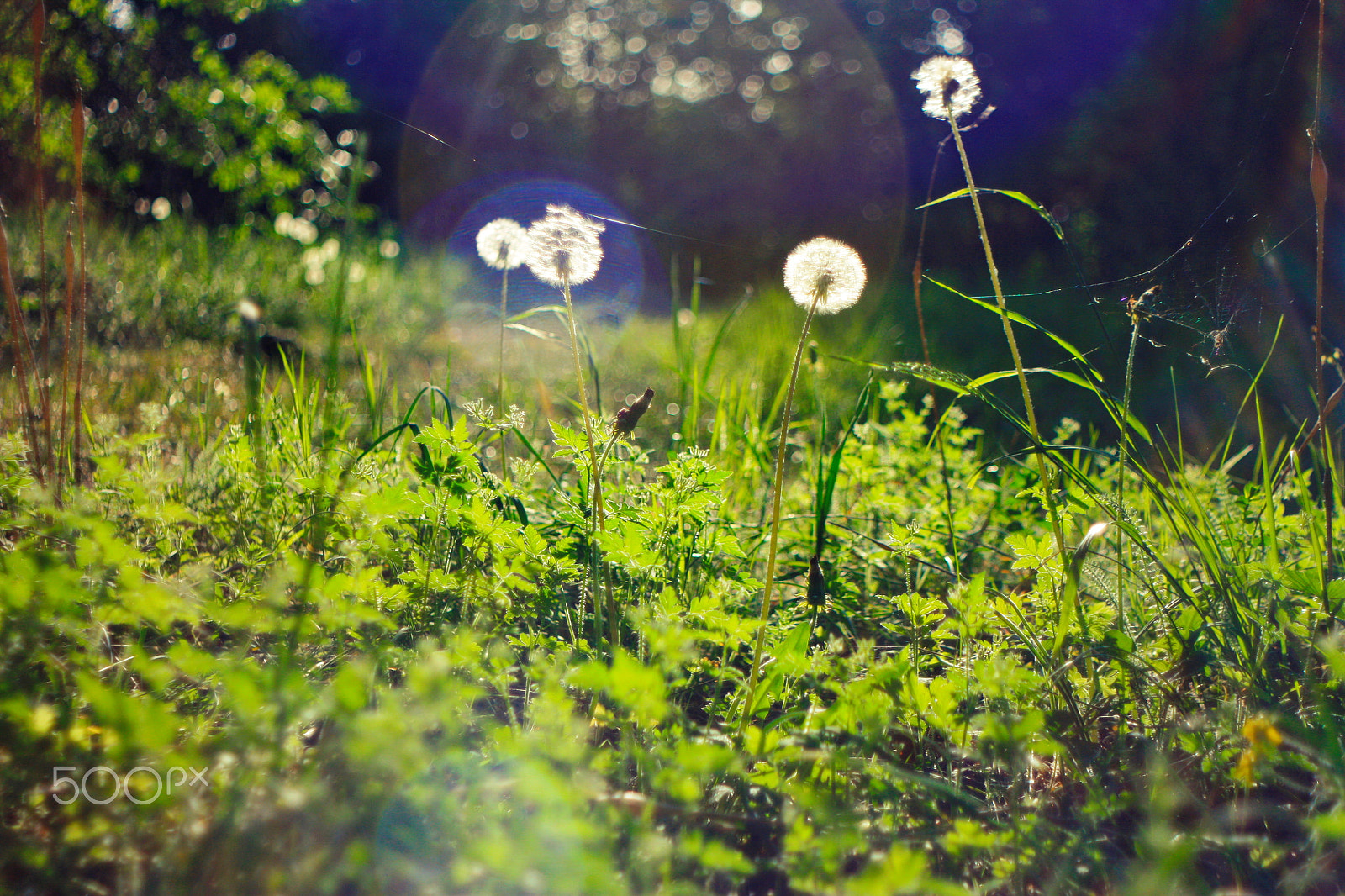 Canon EOS 450D (EOS Rebel XSi / EOS Kiss X2) sample photo. Spring meadow photography