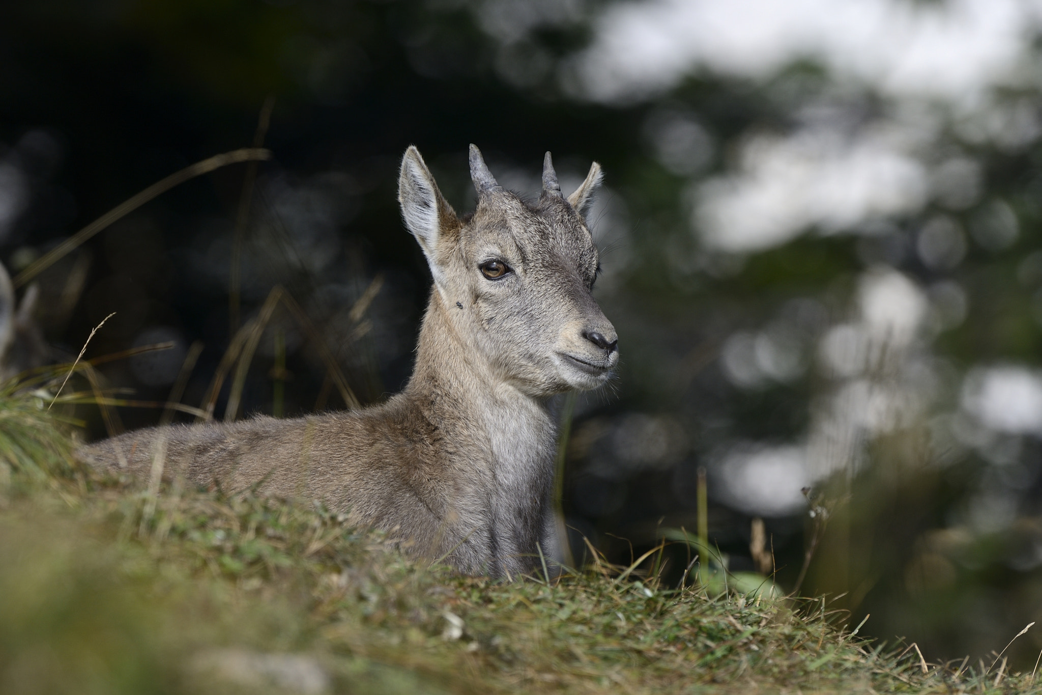 Nikon AF-S Nikkor 500mm F4G ED VR sample photo. Jeune bouquetin photography