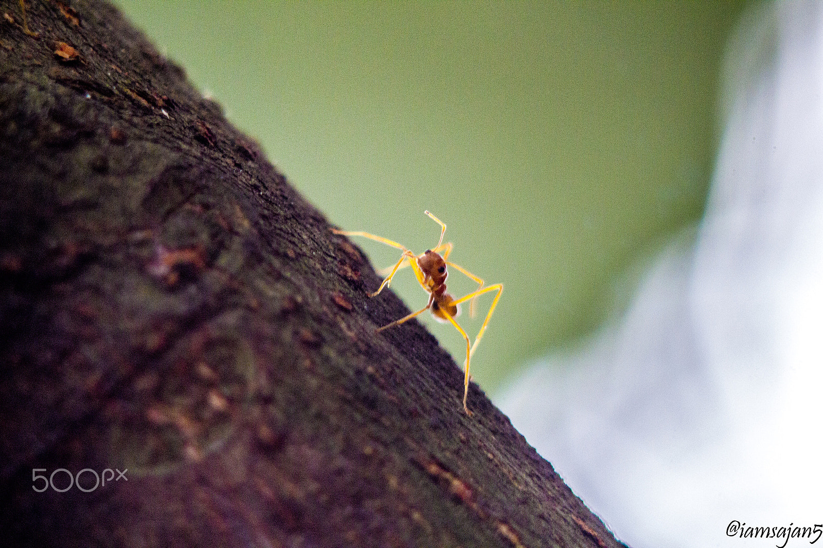 Canon EOS 600D (Rebel EOS T3i / EOS Kiss X5) + EF75-300mm f/4-5.6 sample photo. Ant life! photography