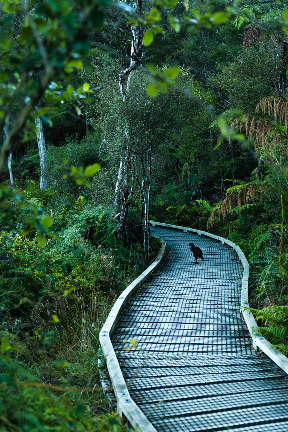 Nikon D500 sample photo. The early morning walker photography