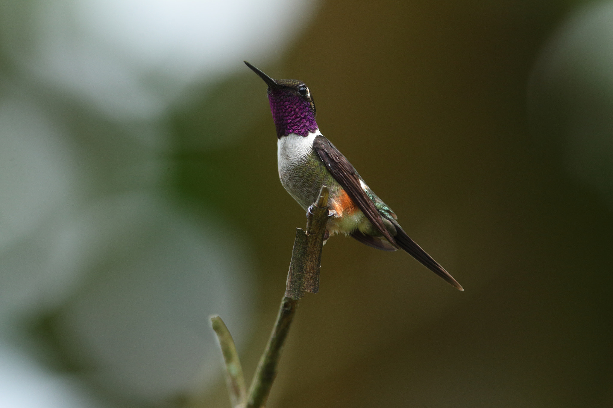 Canon EF 300mm F2.8L IS USM sample photo. Purple-throated woodstar - calliphlox mitchellii photography