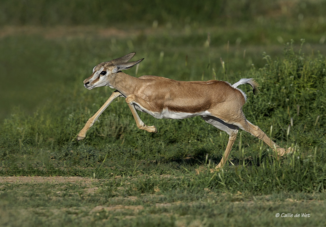 Nikon AF-S Nikkor 600mm F4G ED VR sample photo. Youthful exuberance 5/5 photography