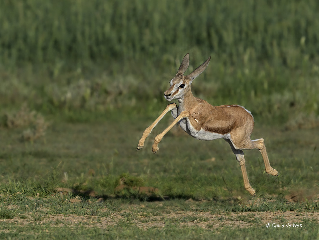 Nikon AF-S Nikkor 600mm F4G ED VR sample photo. Youthful exuberance  4/5 photography