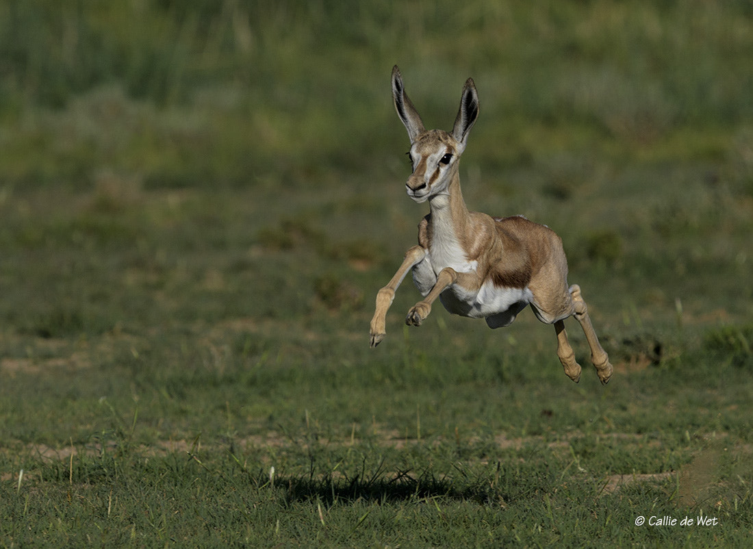 Nikon AF-S Nikkor 600mm F4G ED VR sample photo. Youthful exuberance 1/5 photography