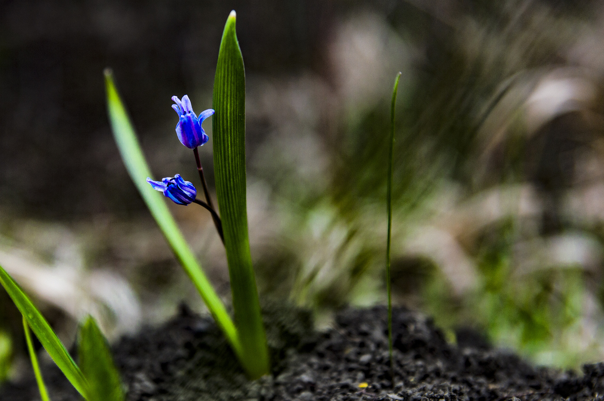 Nikon D3200 sample photo. Good morning photography
