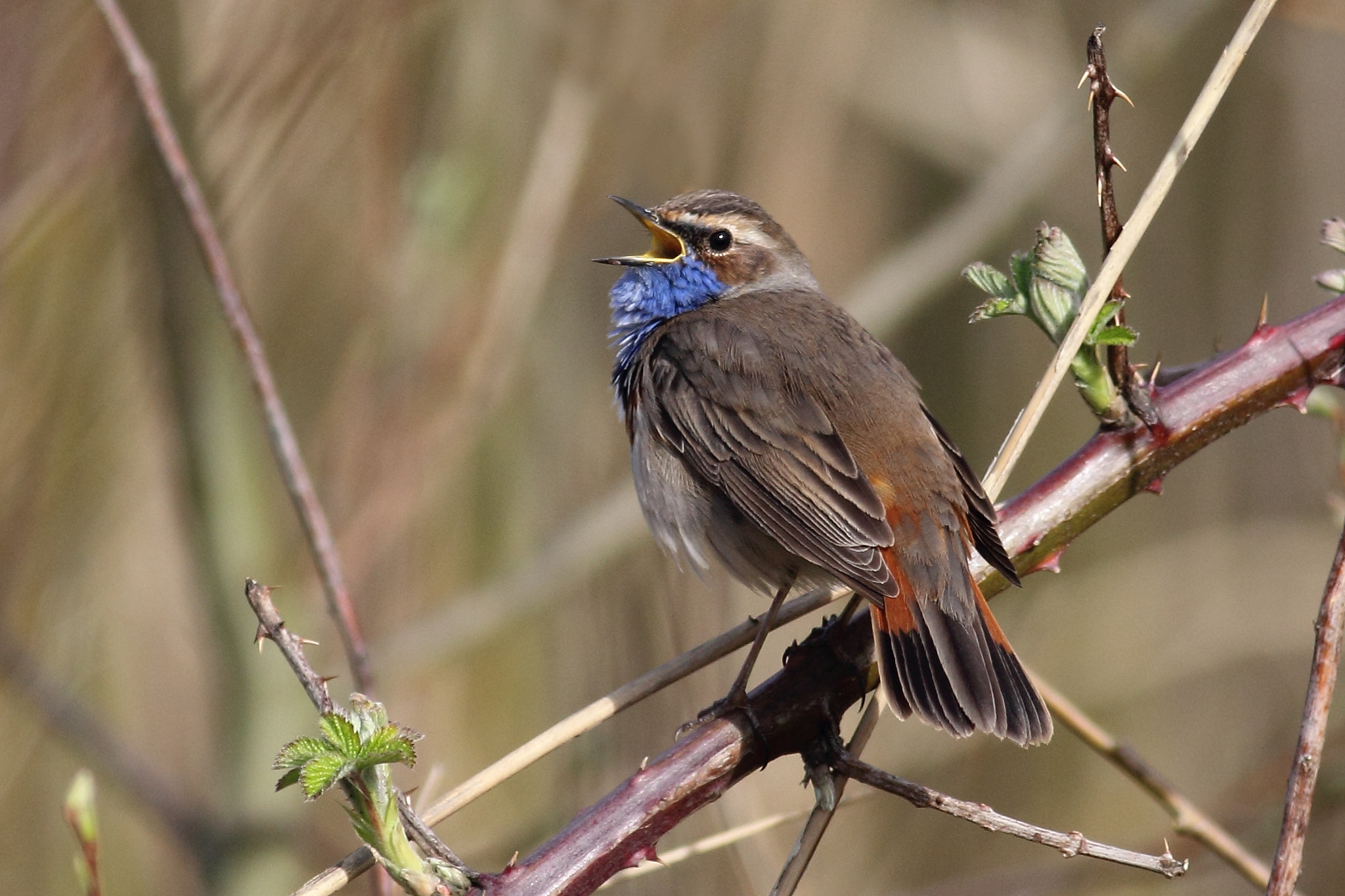 Canon EOS 60D sample photo. Bluethroat photography