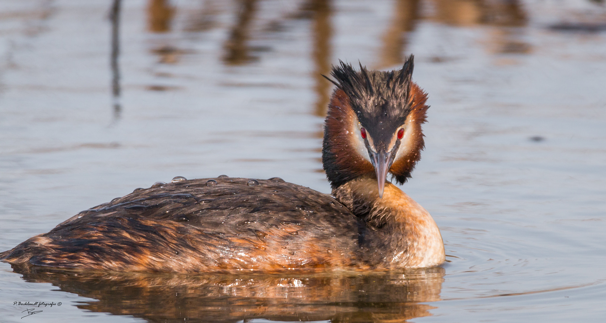 150-600mm F5-6.3 DG OS HSM | Contemporary 015 sample photo. Grebe iv photography