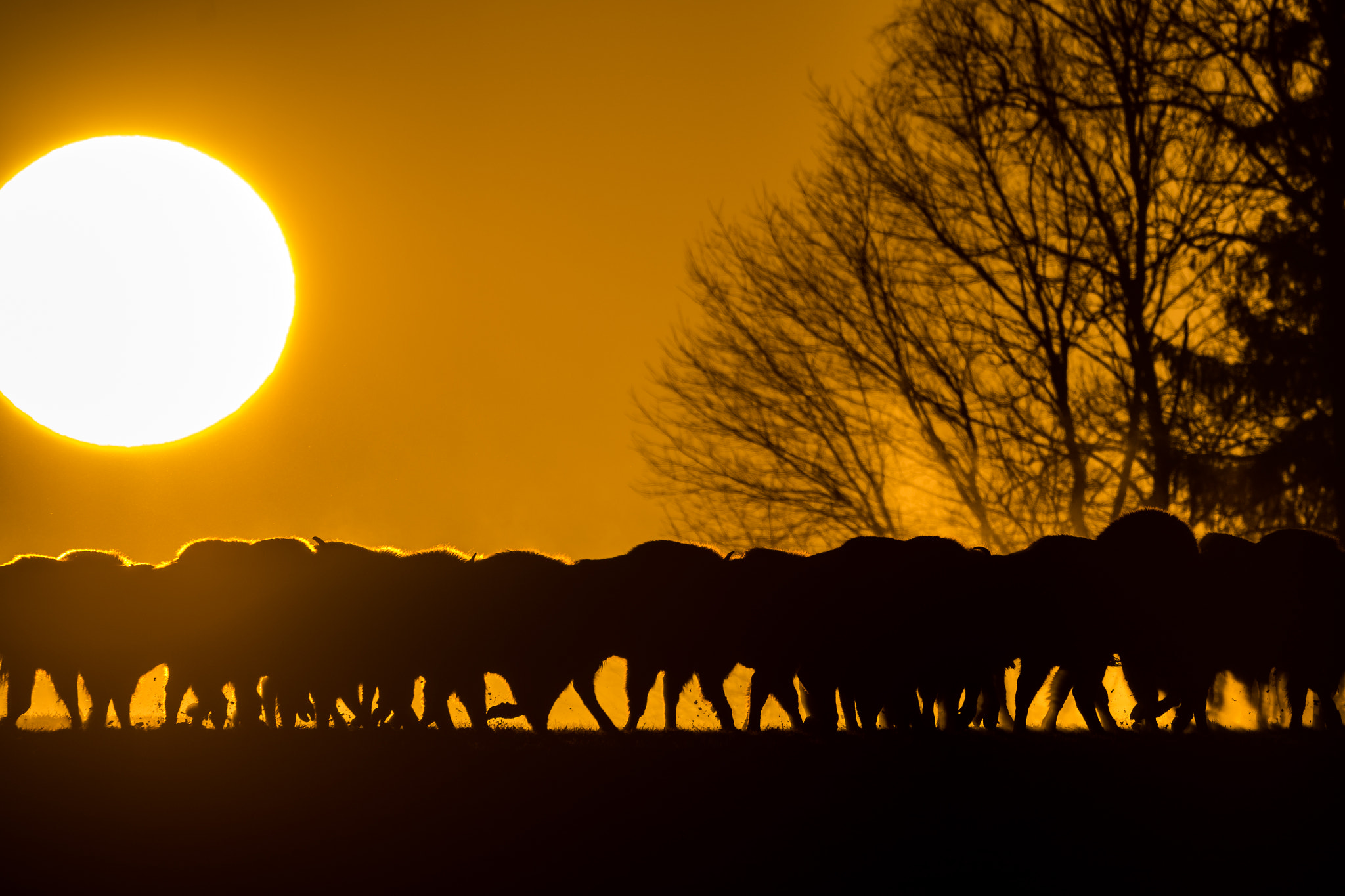Nikon D500 sample photo. Bisons and sunrise photography