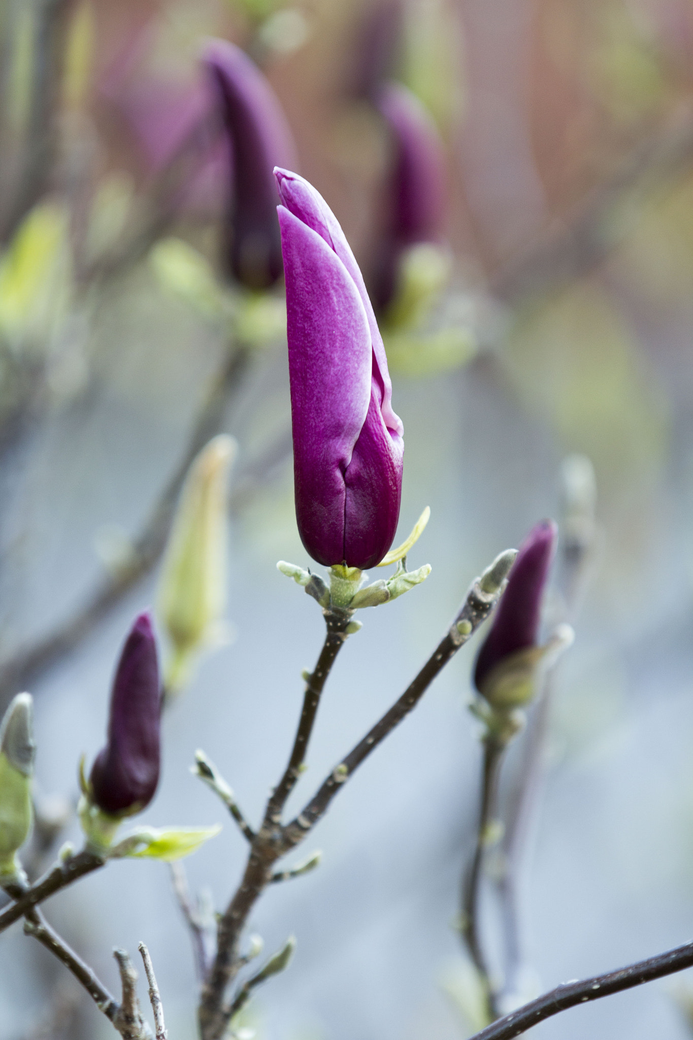 Canon EF 70-200mm F2.8L IS II USM sample photo. Flower photography