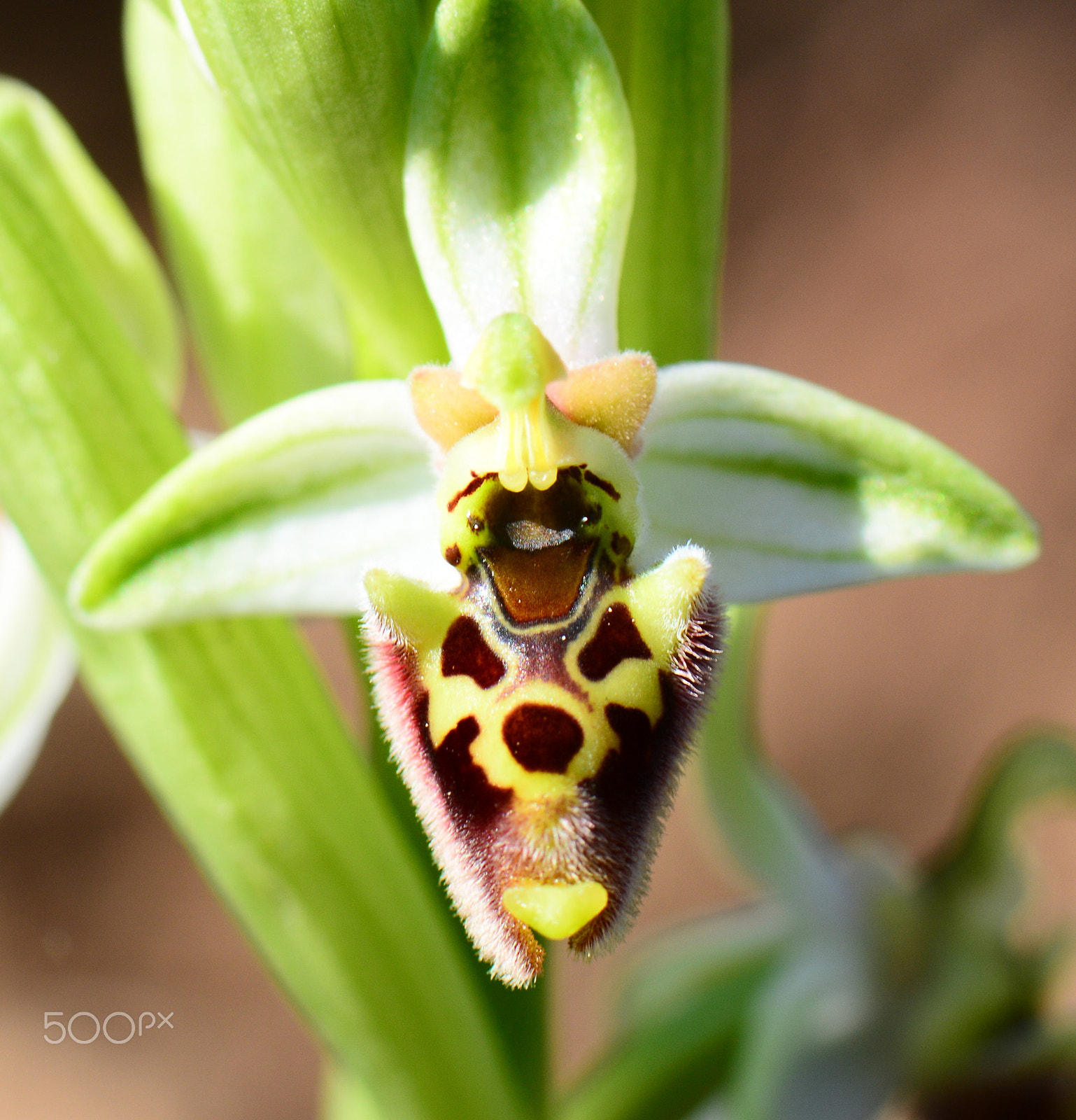 Nikon AF-S Micro-Nikkor 105mm F2.8G IF-ED VR sample photo