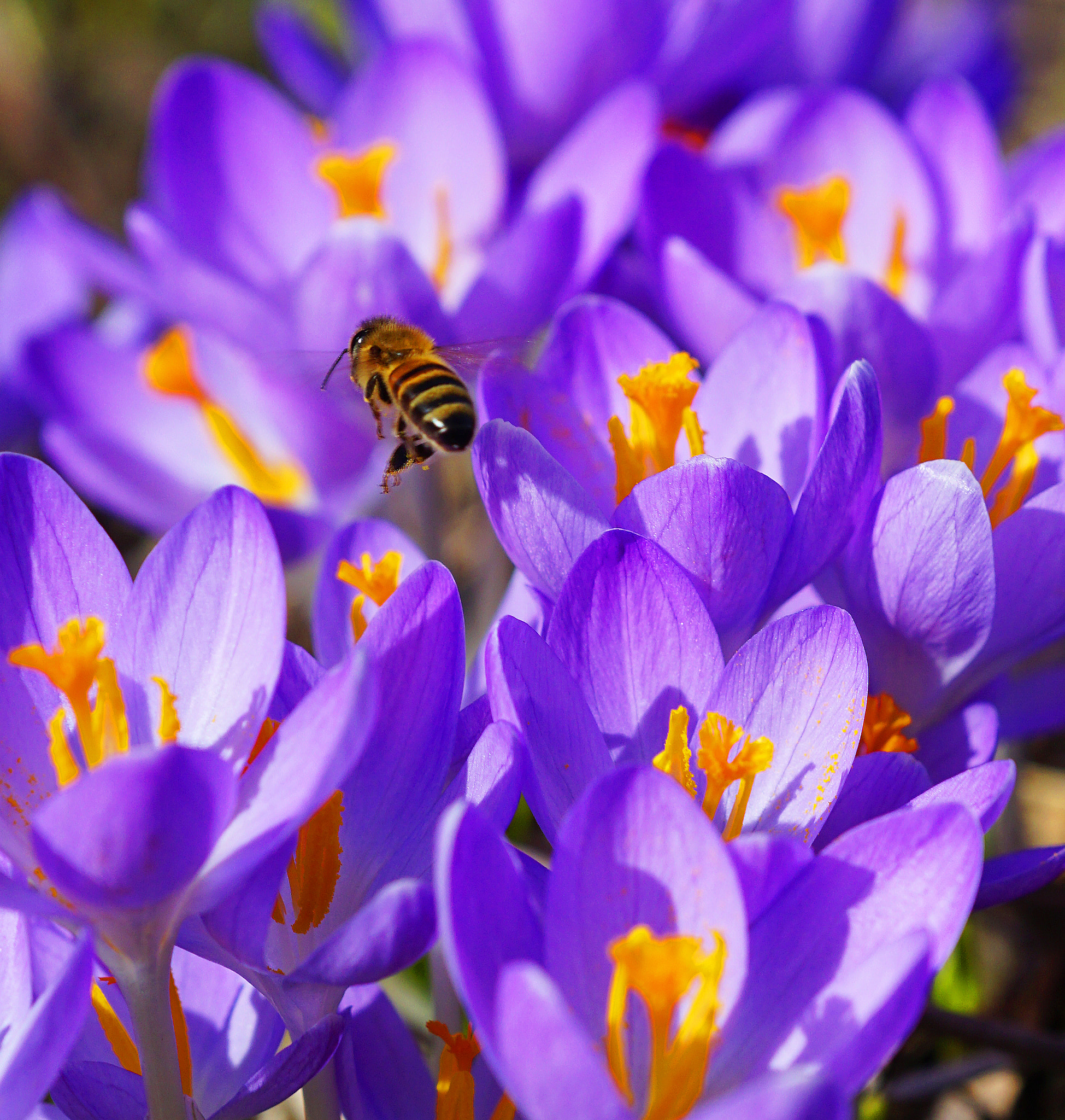 Sony ILCA-77M2 sample photo. Crocus photography