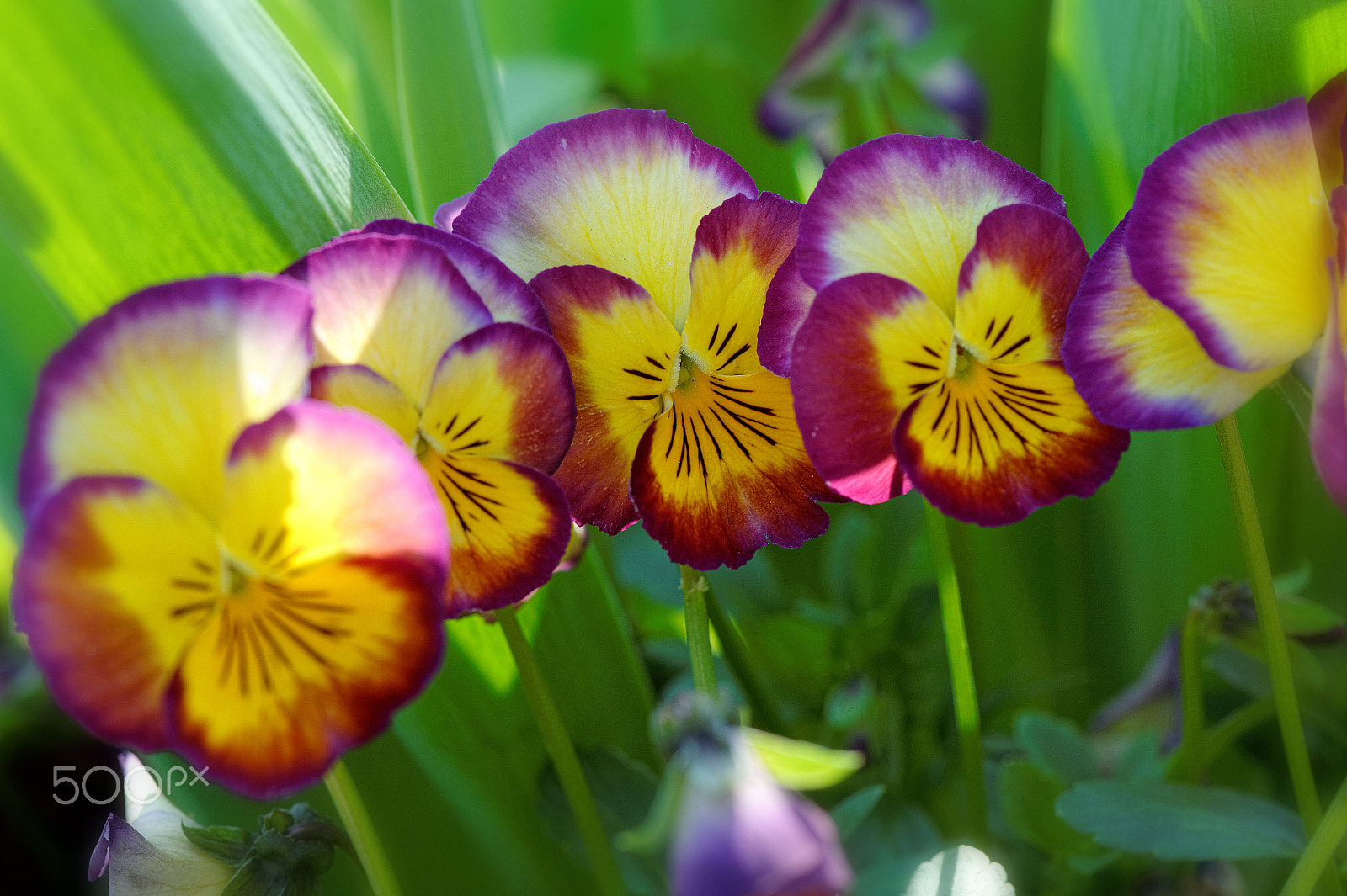 Nikon AF-S Micro-Nikkor 105mm F2.8G IF-ED VR sample photo. Flux de pensées photography