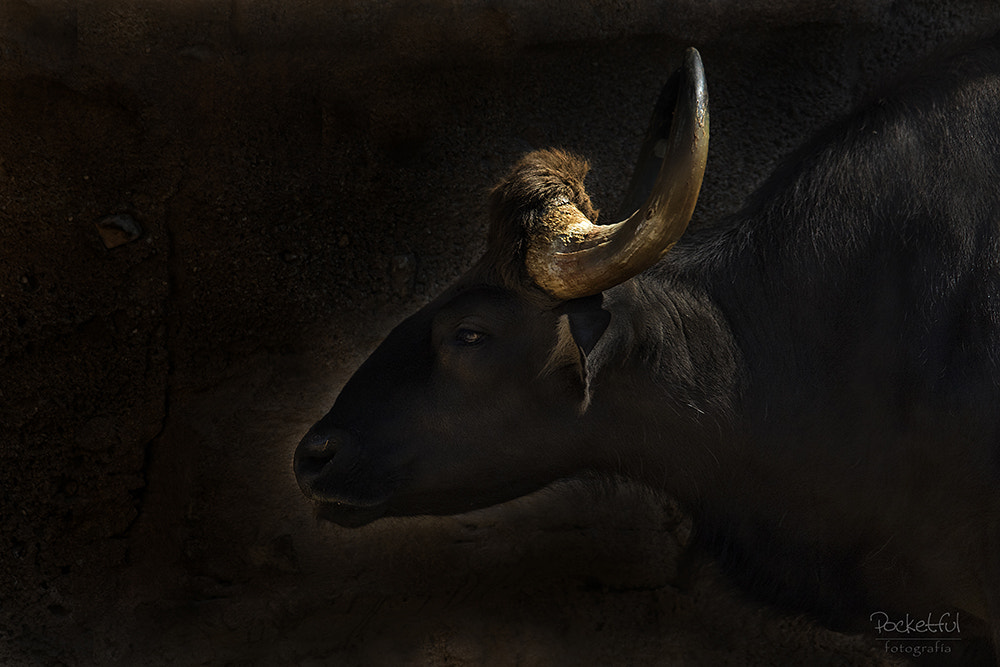 Sigma 150-500mm F5-6.3 DG OS HSM sample photo. Gaur (bos gaurus) photography
