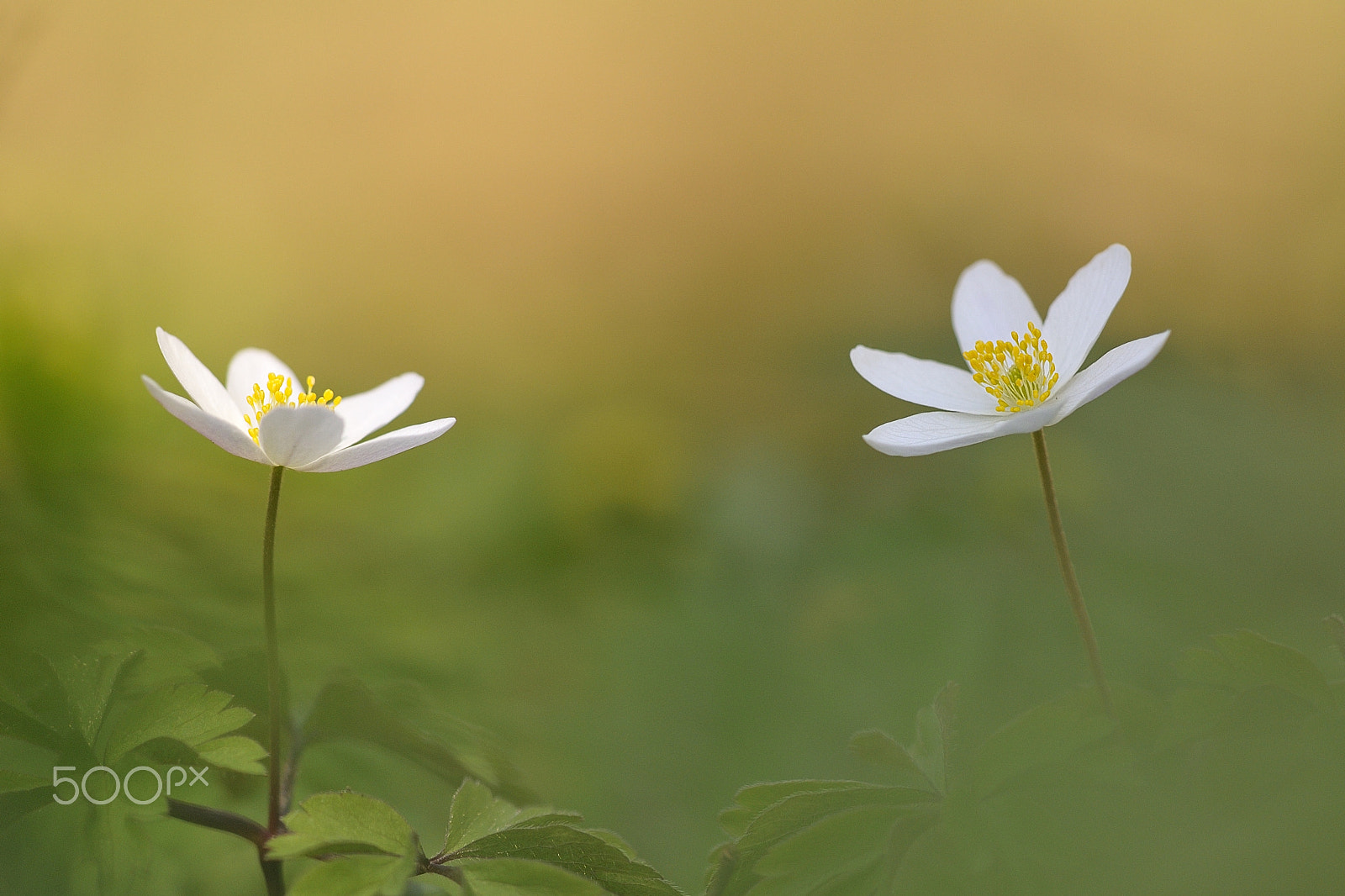 Sigma 150mm F2.8 EX DG Macro HSM sample photo. Twins in green photography