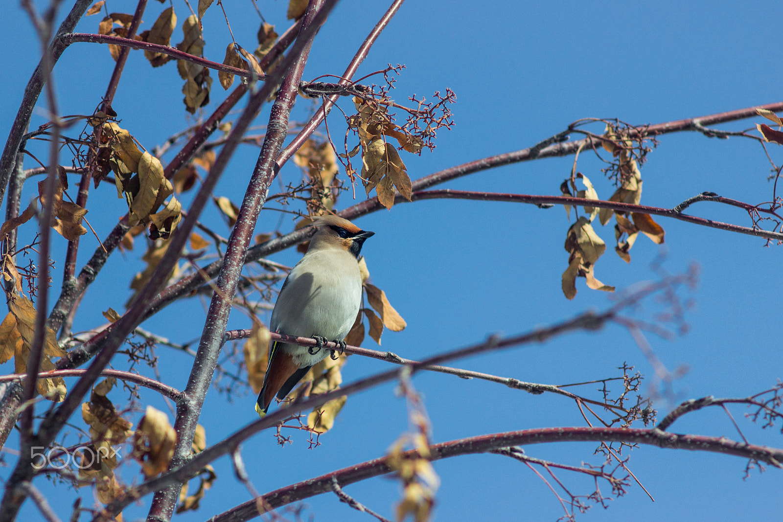 Canon EF 35-80mm f/4-5.6 sample photo. Bombycilla garrulus photography