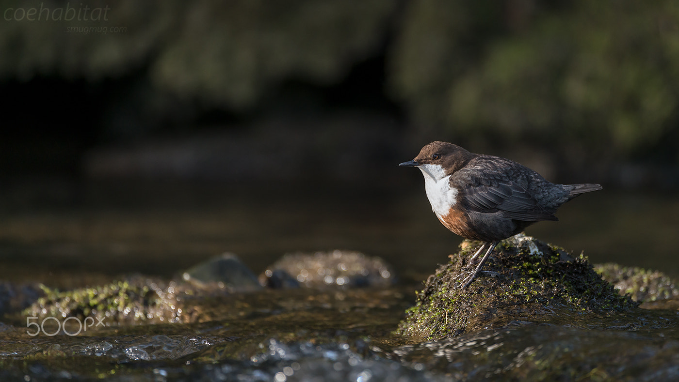 Nikon D800 + Nikon AF-S Nikkor 200-400mm F4G ED-IF VR sample photo. Sitting in the sunlight photography