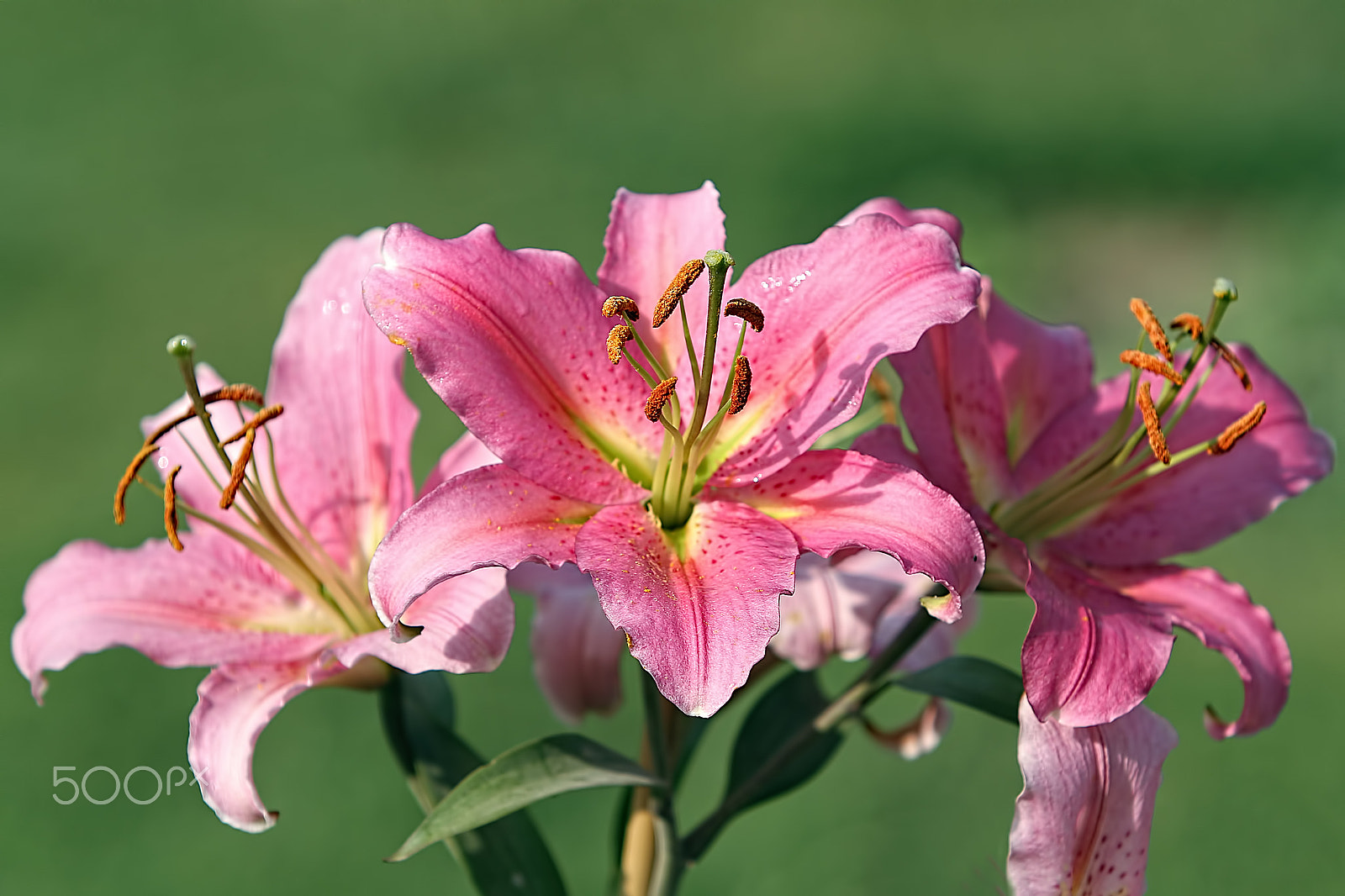 Canon EF 70-200mm F2.8L USM sample photo. Trio... photography