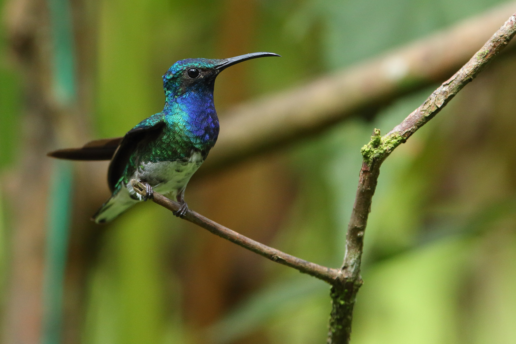 Canon EOS 70D sample photo. White-necked jacobin- florisuga mellivora photography