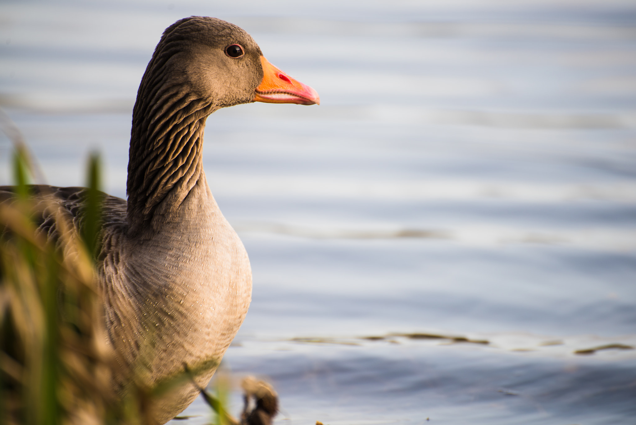 Nikon D810 sample photo. Greygoose photography