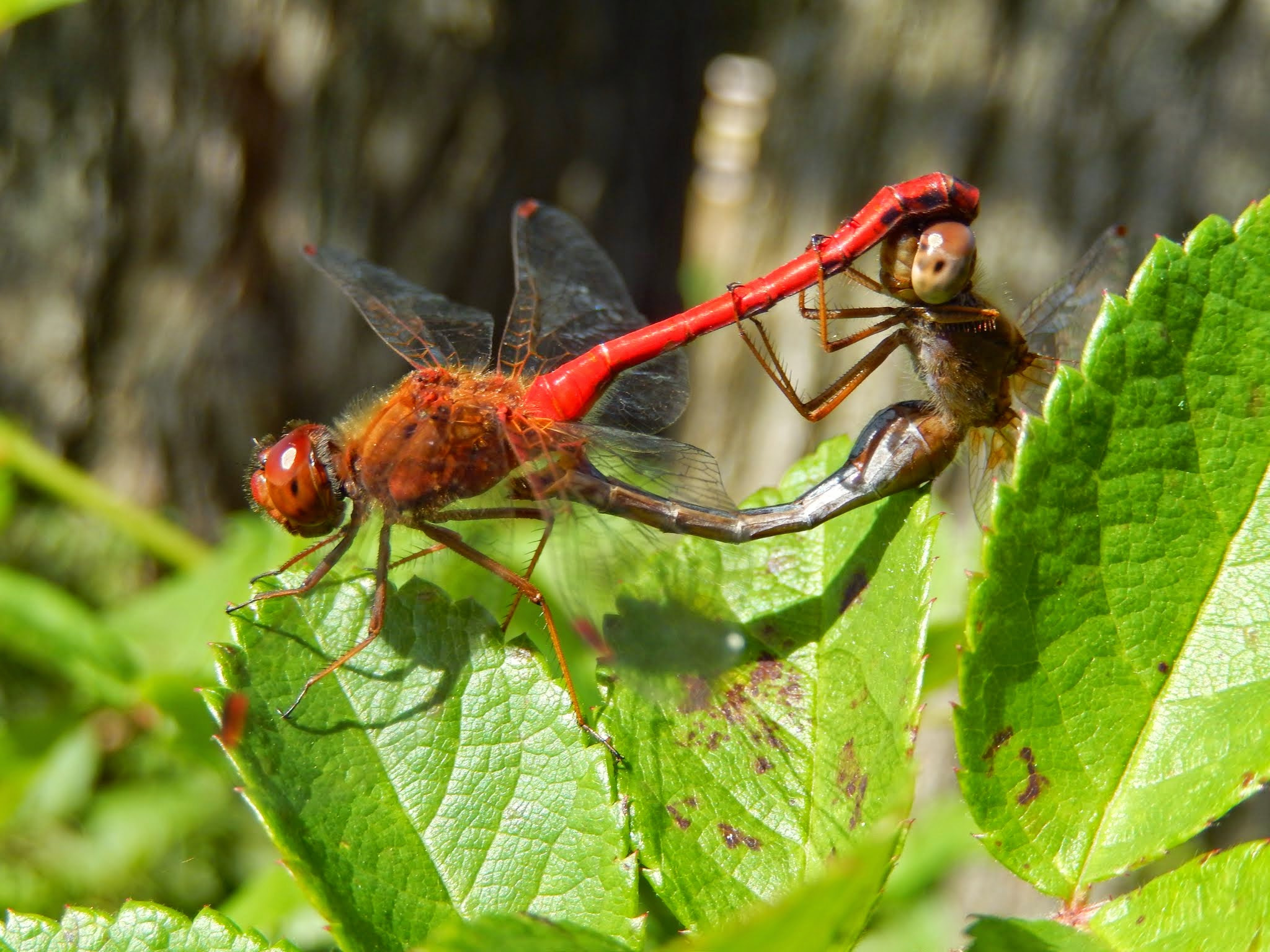 Nikon COOLPIX S9400 sample photo. Mating dragons photography