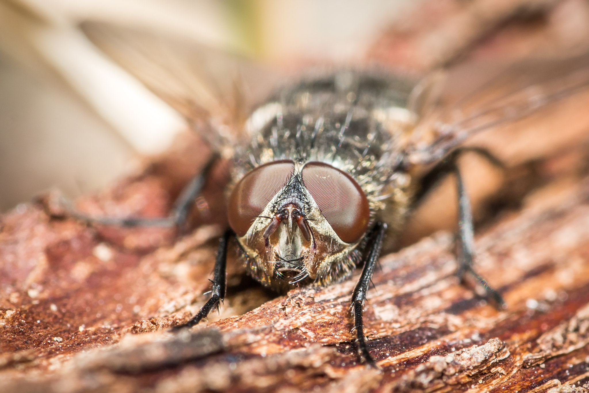 Sigma 105mm F2.8 EX DG OS HSM sample photo. Mucha photography