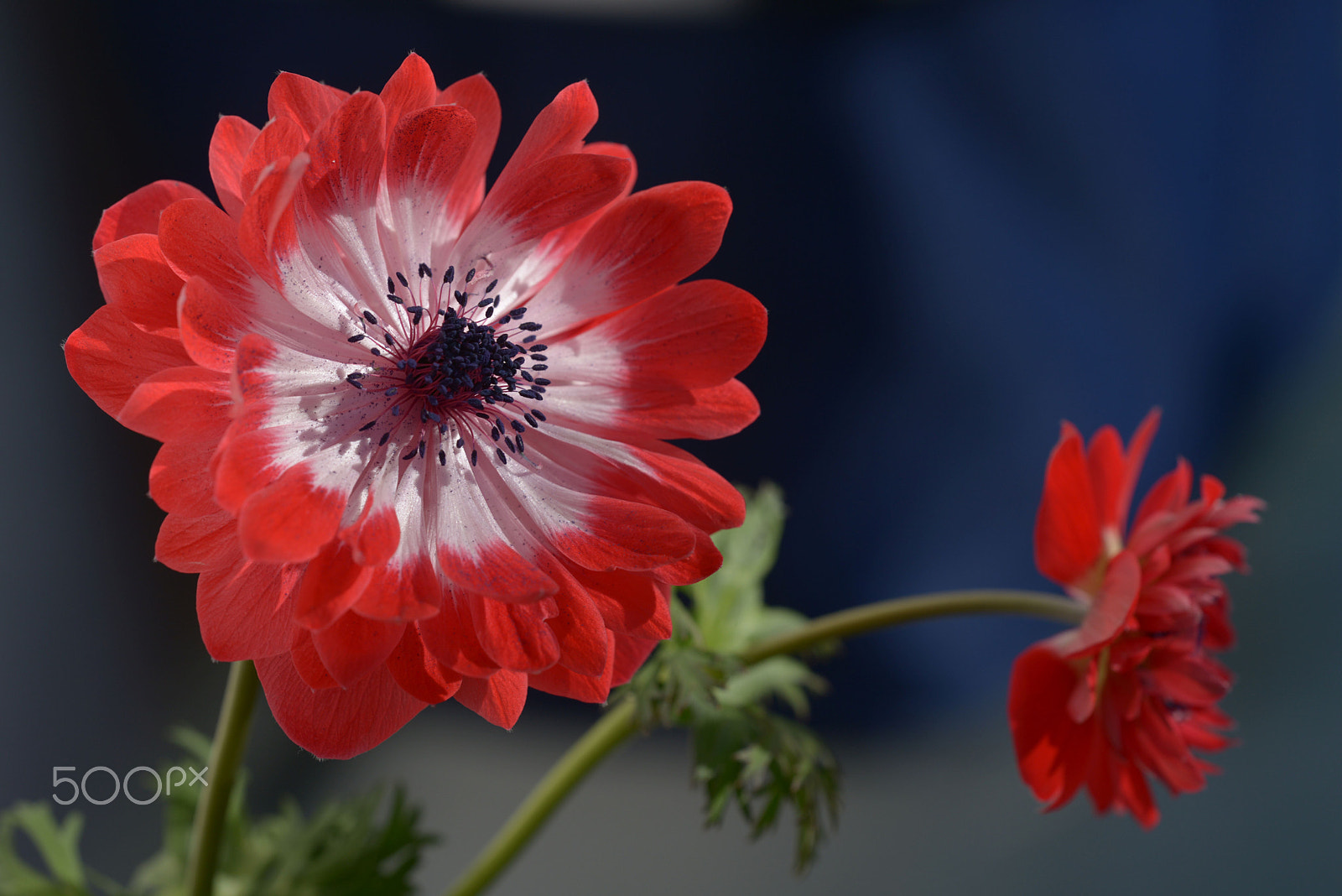 Sigma 150mm F2.8 EX DG OS Macro HSM sample photo. Anemonen photography