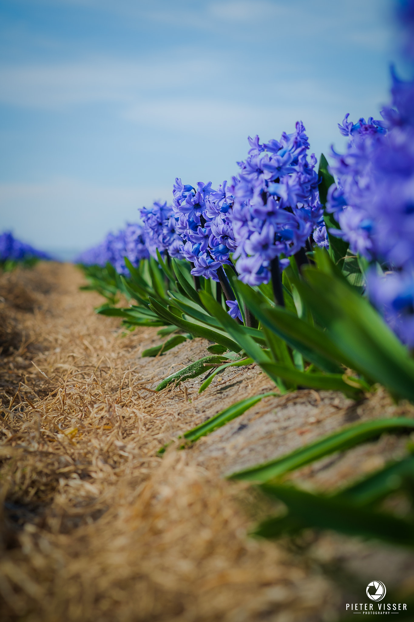 Fujifilm X-E1 sample photo. Flowers in holland photography