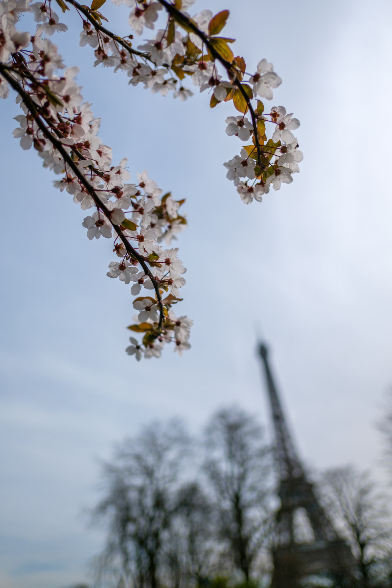 Fujifilm X-T20 sample photo. Le printemps parisien photography