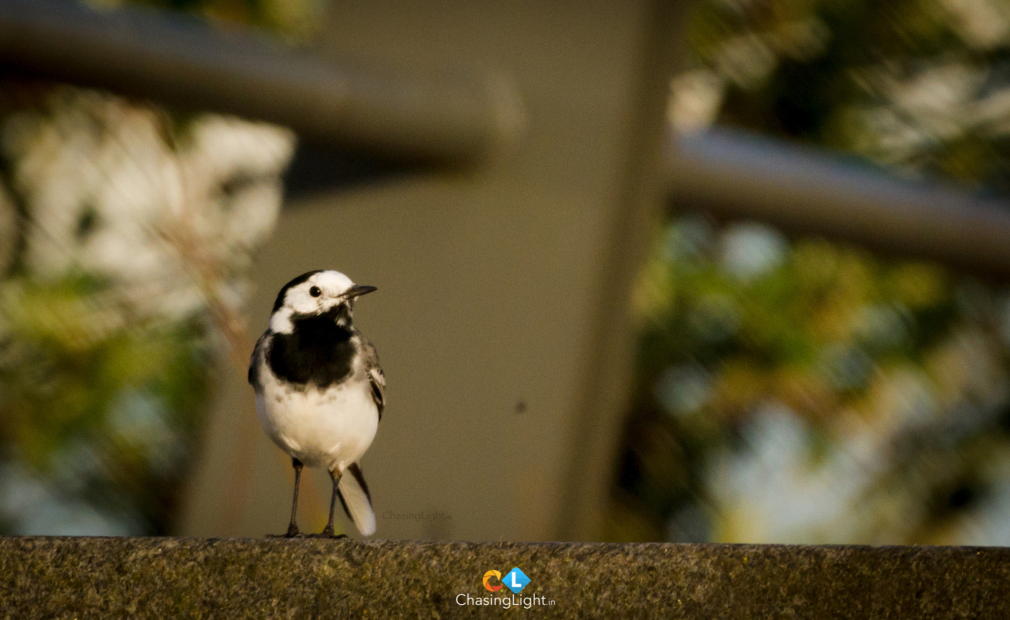 150-600mm F5-6.3 DG OS HSM | Contemporary 015 sample photo. “colour is everything, black and white is more.” – dominic rouse photography
