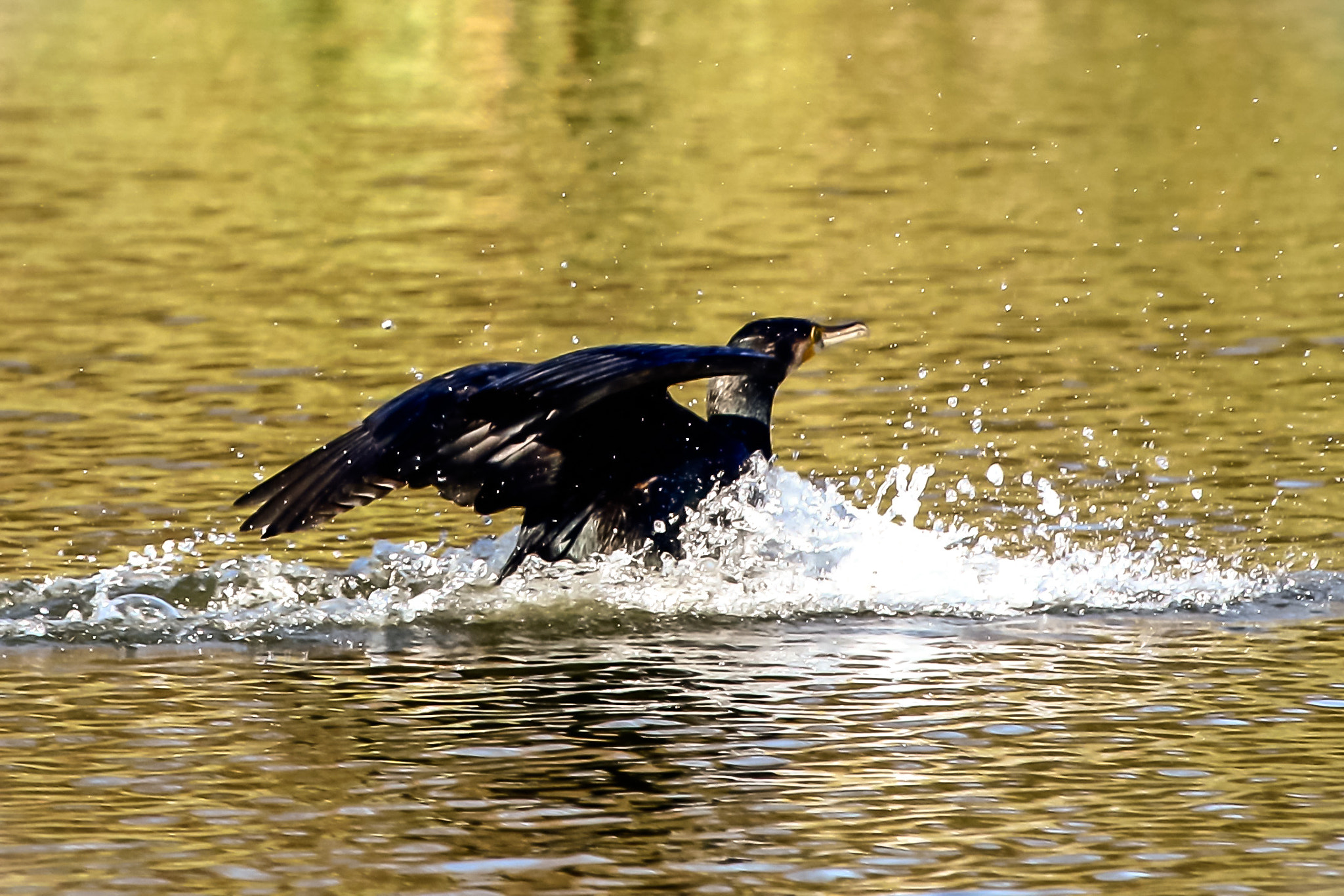 Canon EF 100-400mm F4.5-5.6L IS USM sample photo. Grand cormoran, décembre 2016, parque da cidade de porto, portugal photography
