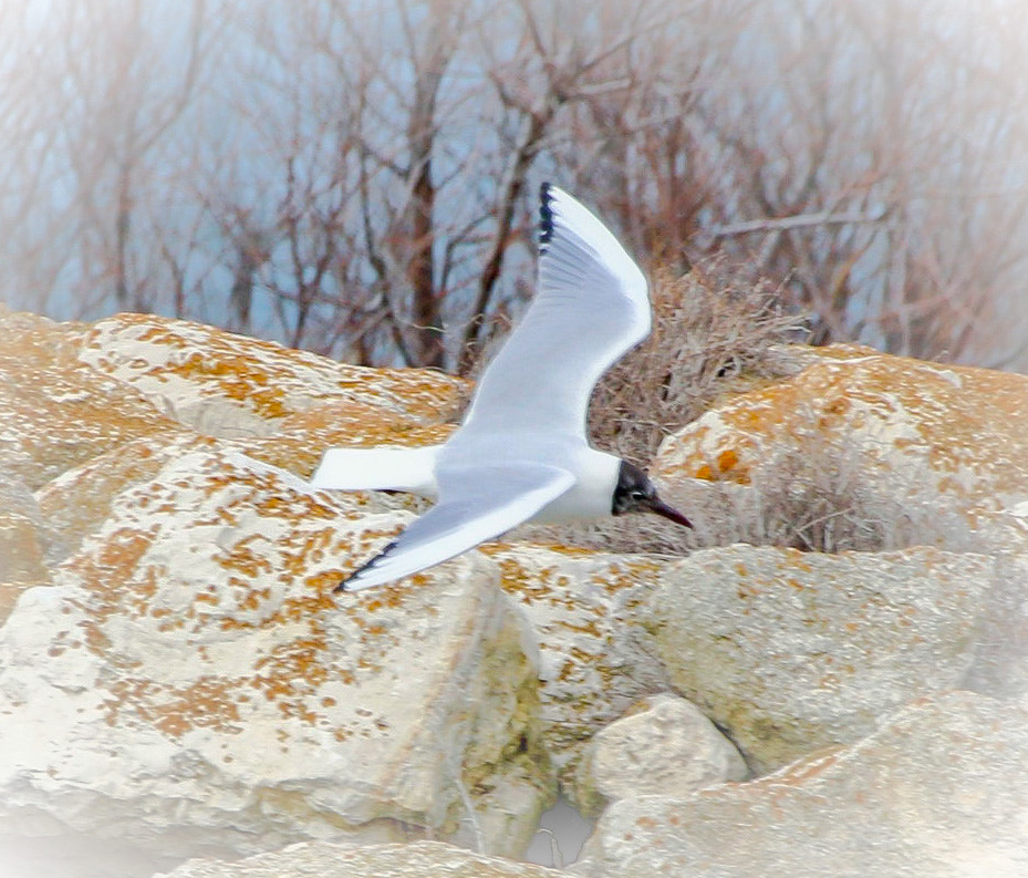 Canon EF 100-400mm F4.5-5.6L IS USM sample photo. Mouette rieuse, berre l'Étang, provence - alpes-côte d'azur, france photography