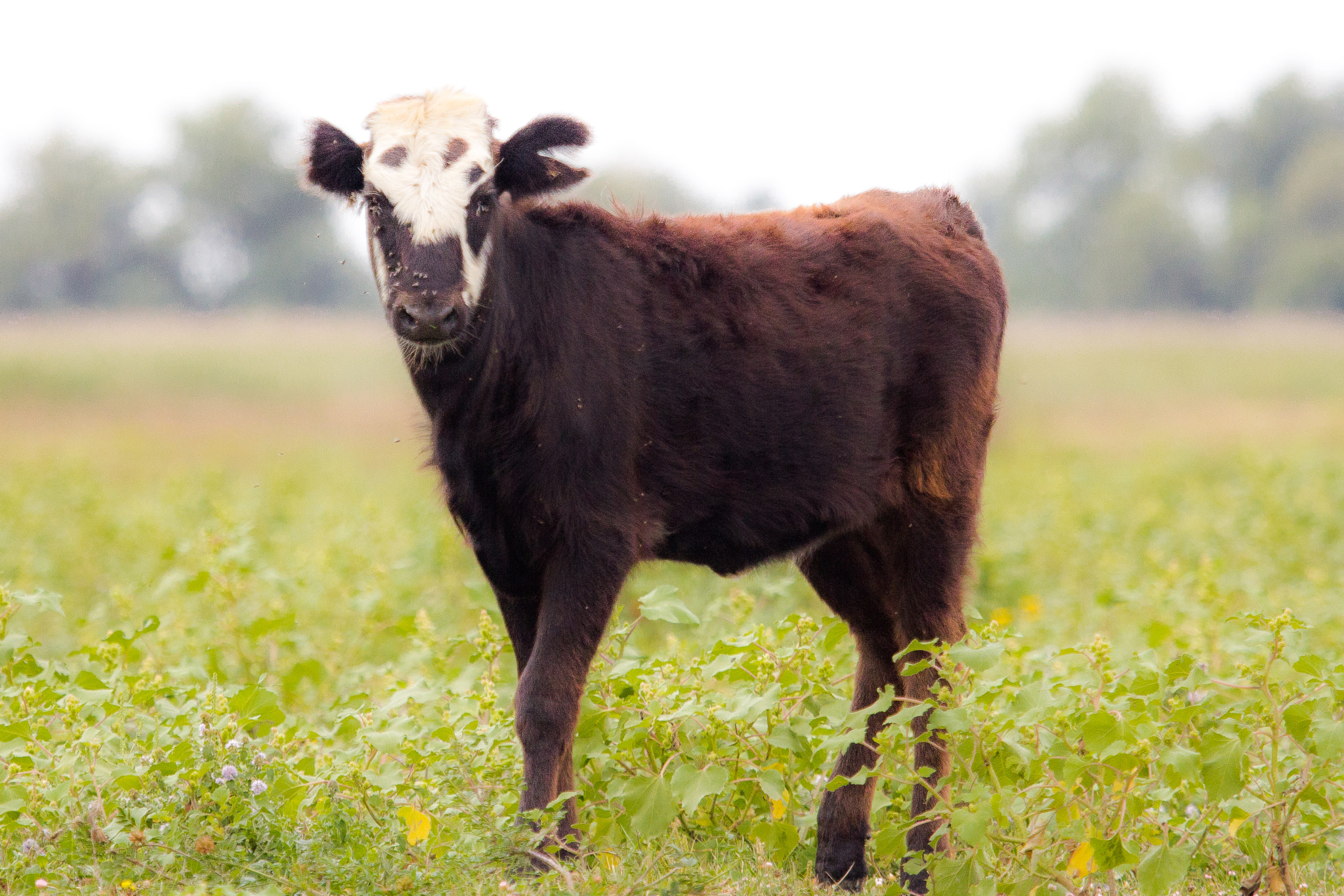 Canon EF 100-400mm F4.5-5.6L IS USM sample photo. Calf photography