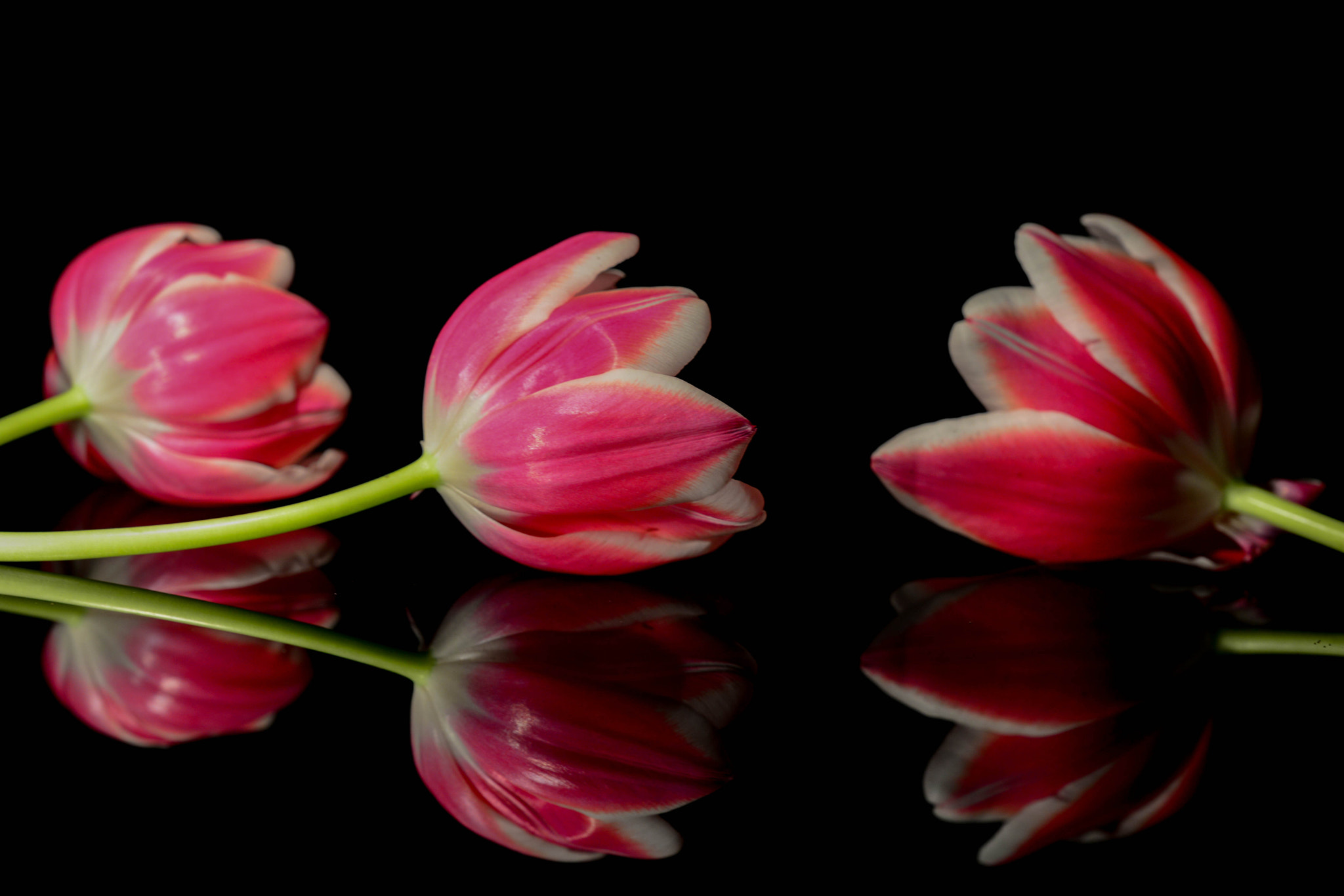 Sigma 150mm F2.8 EX DG OS Macro HSM sample photo. Tulpen photography