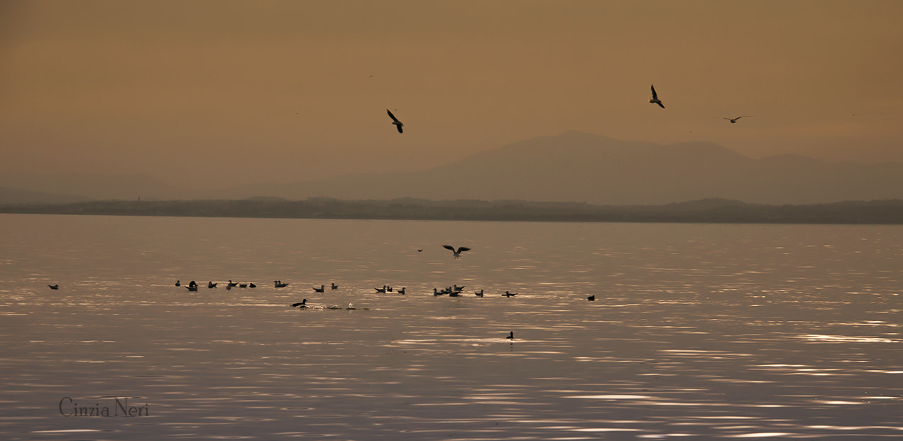 Canon EOS 50D sample photo. Birds photography