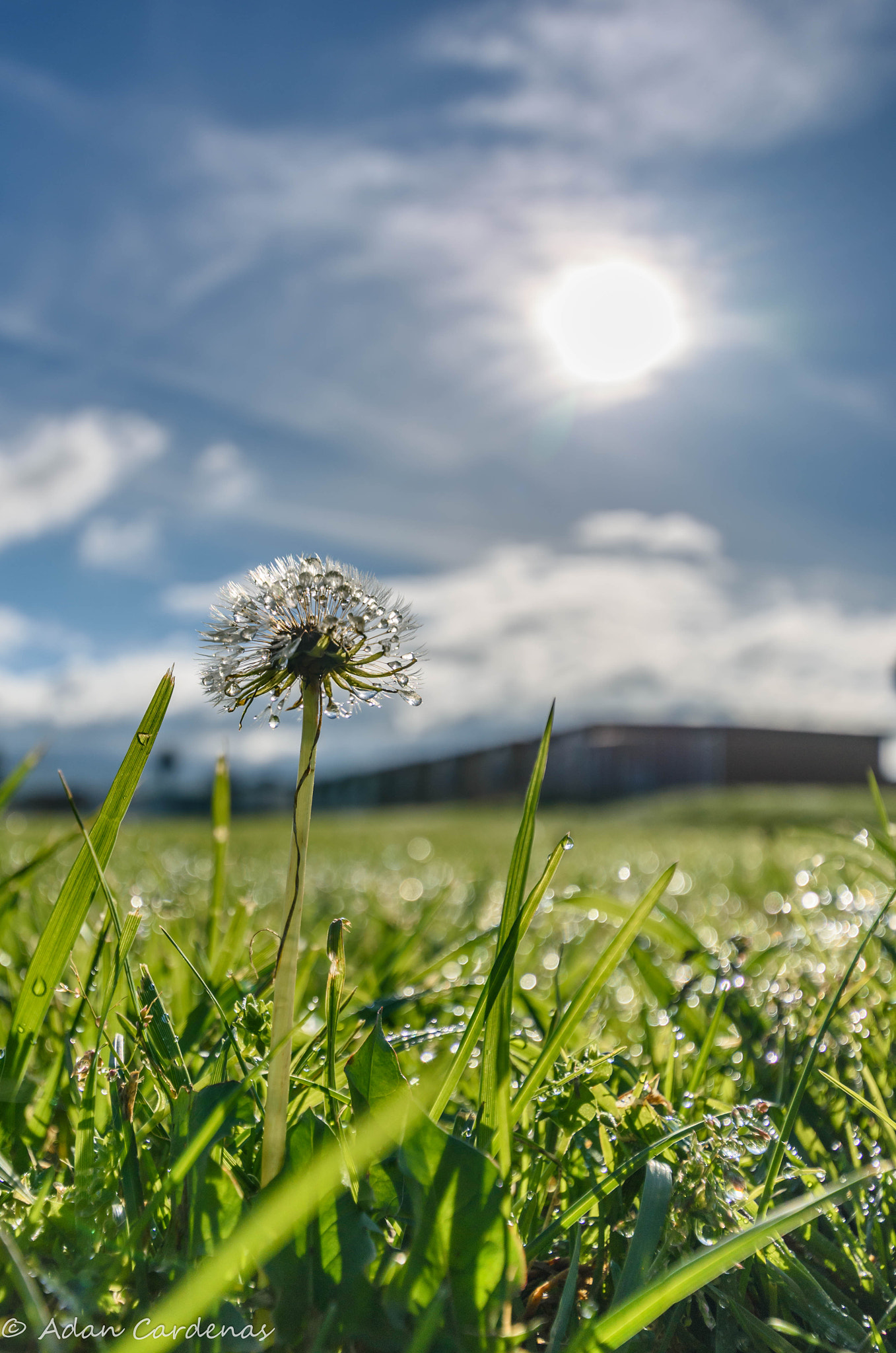 Nikon D7200 + Sigma 10-20mm F3.5 EX DC HSM sample photo. Morning dew photography