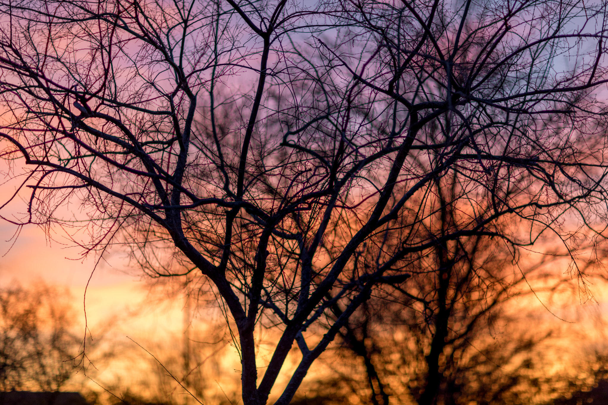 Canon EF 85mm F1.2L II USM sample photo. Sunset through trees photography