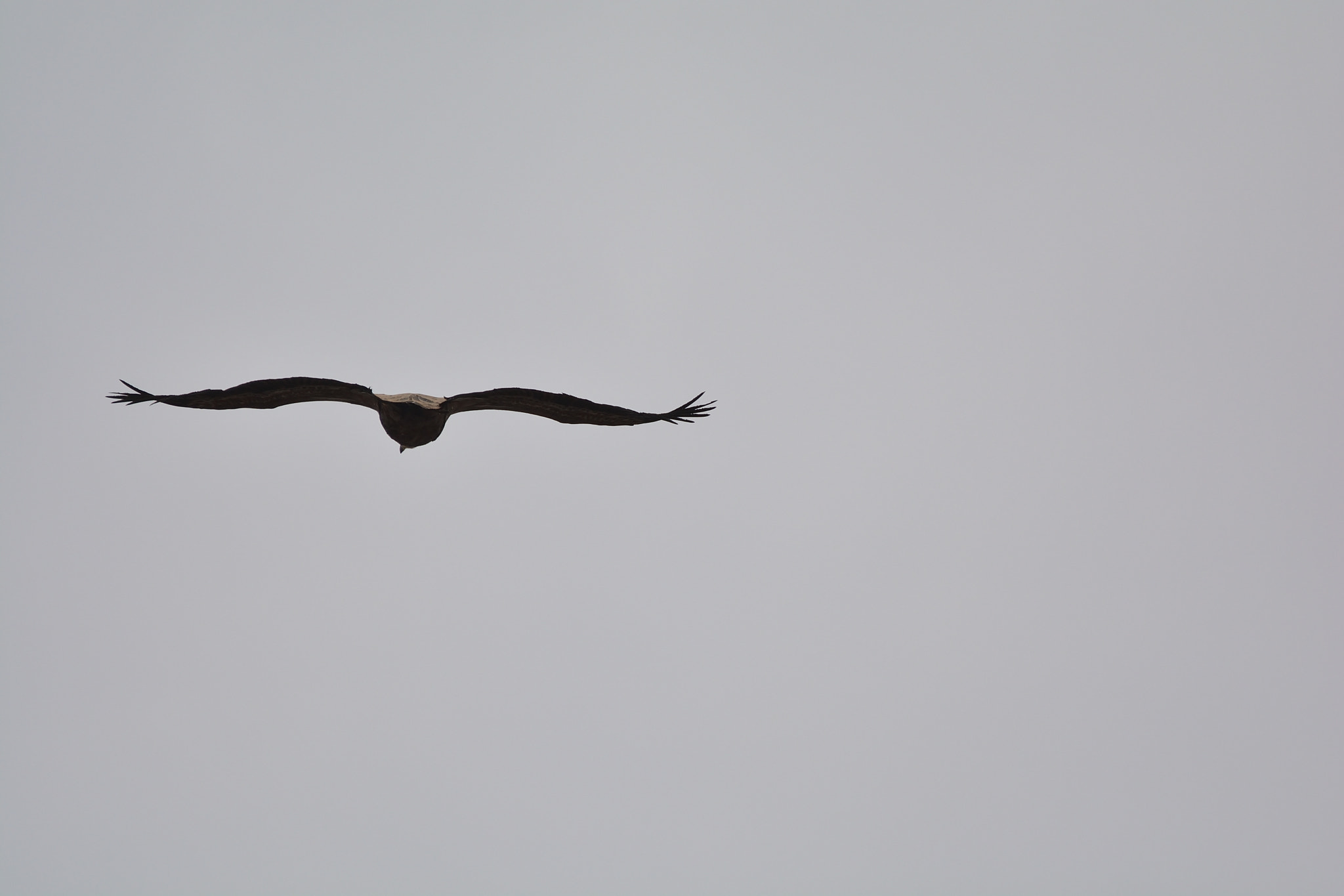 Sigma 150-600mm F5-6.3 DG OS HSM | C sample photo. Buitres en el cañón del rio talegones photography