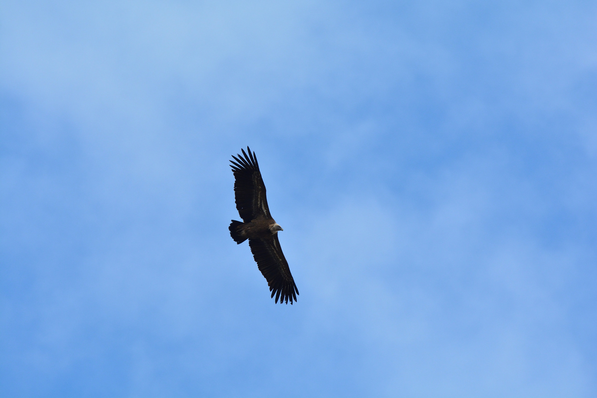 Nikon D5200 + Sigma 150-600mm F5-6.3 DG OS HSM | C sample photo. Buitres en el cañón del rio talegones photography