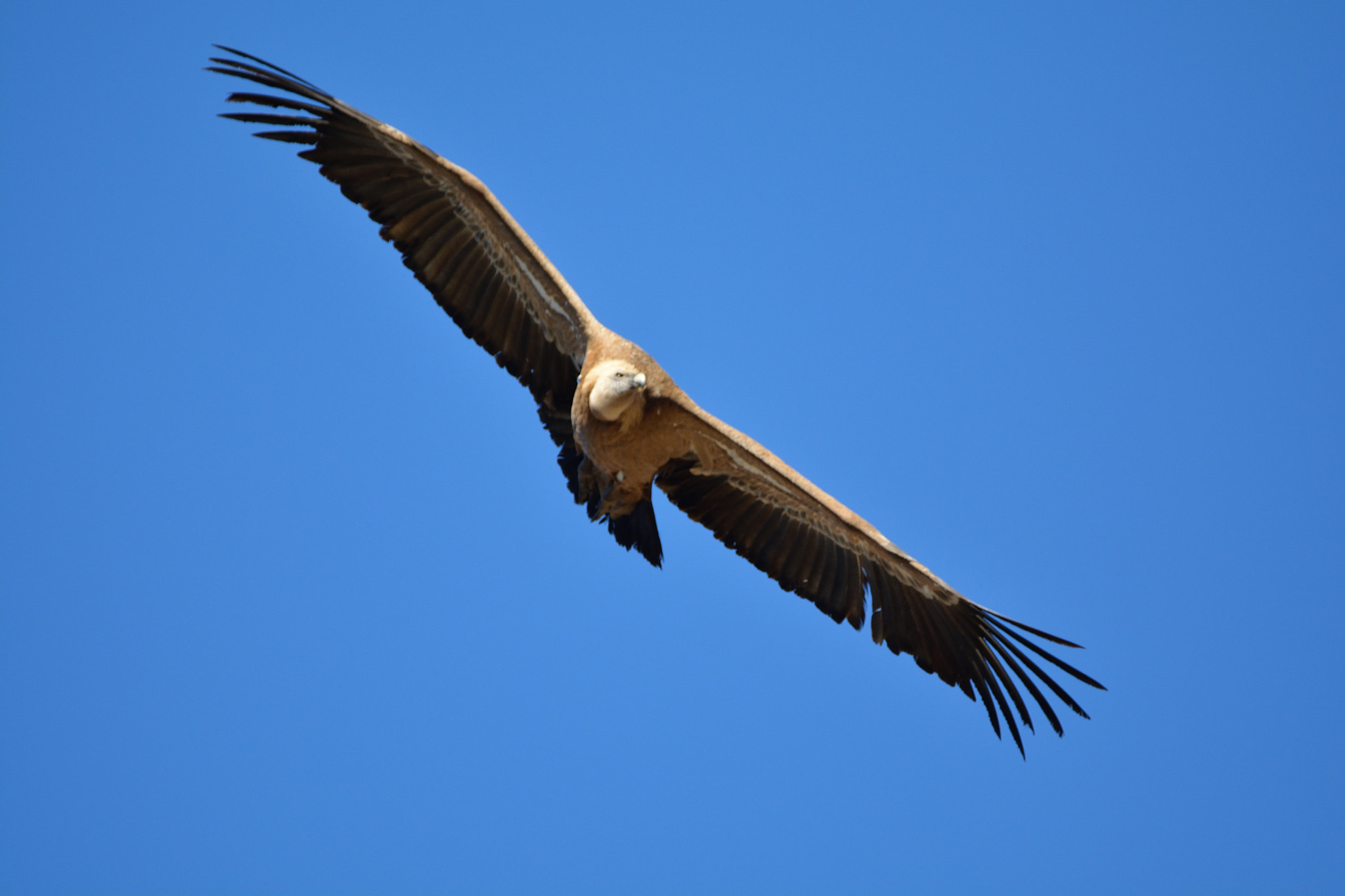 Nikon D5200 + Sigma 150-600mm F5-6.3 DG OS HSM | C sample photo. Buitres en el cañón del rio talegones photography