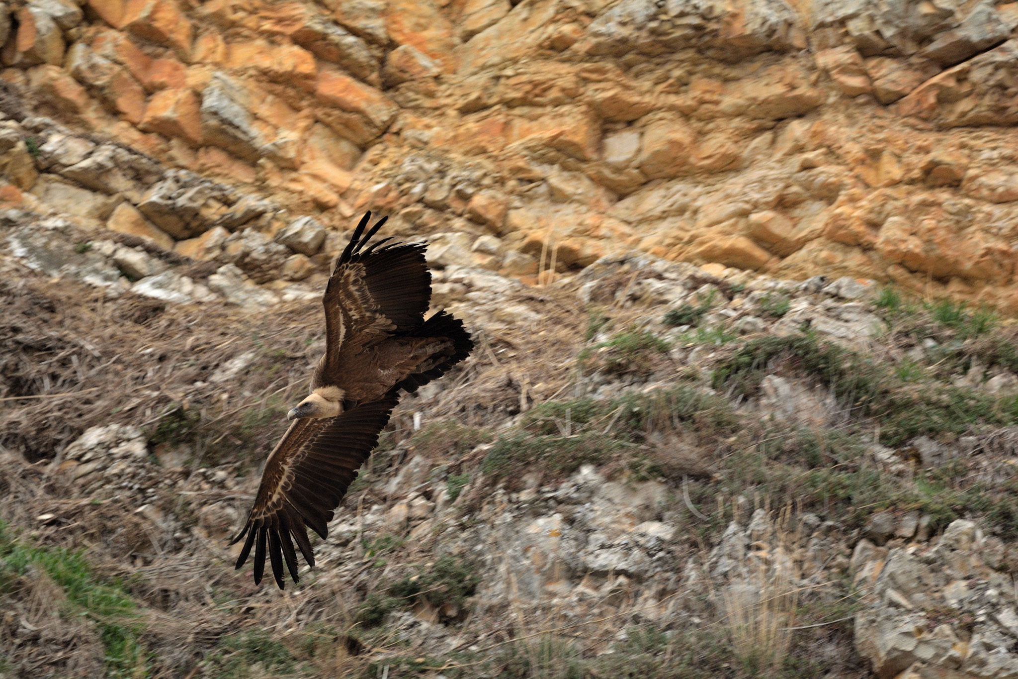 Nikon D5200 + Sigma 150-600mm F5-6.3 DG OS HSM | C sample photo. Buitres en el cañón del rio talegones photography