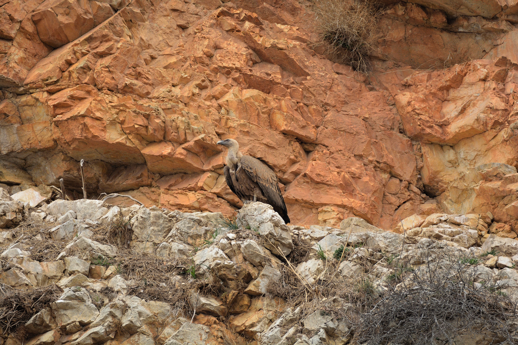 Nikon D5200 + Sigma 150-600mm F5-6.3 DG OS HSM | C sample photo. Buitres en el cañón del rio talegones photography