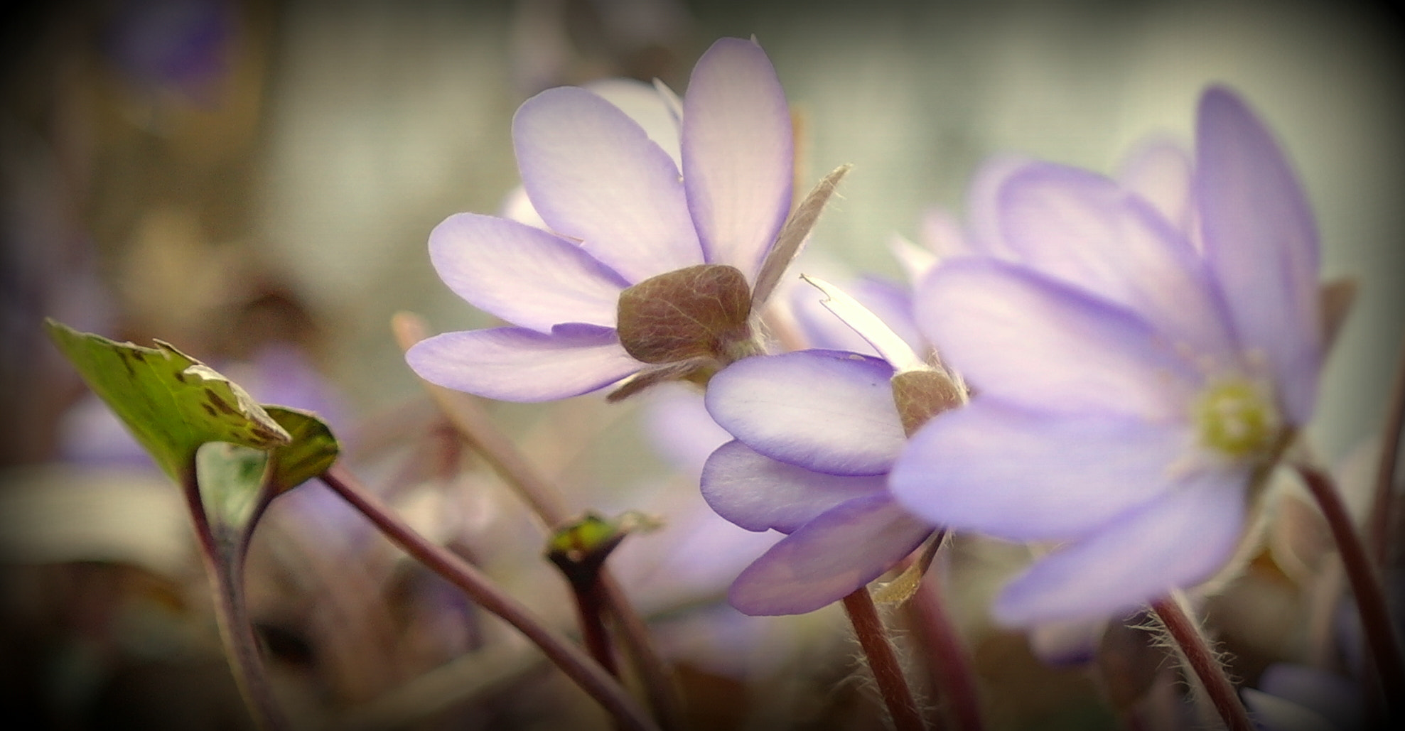 Samsung NX10 sample photo. "zarte farben" photography