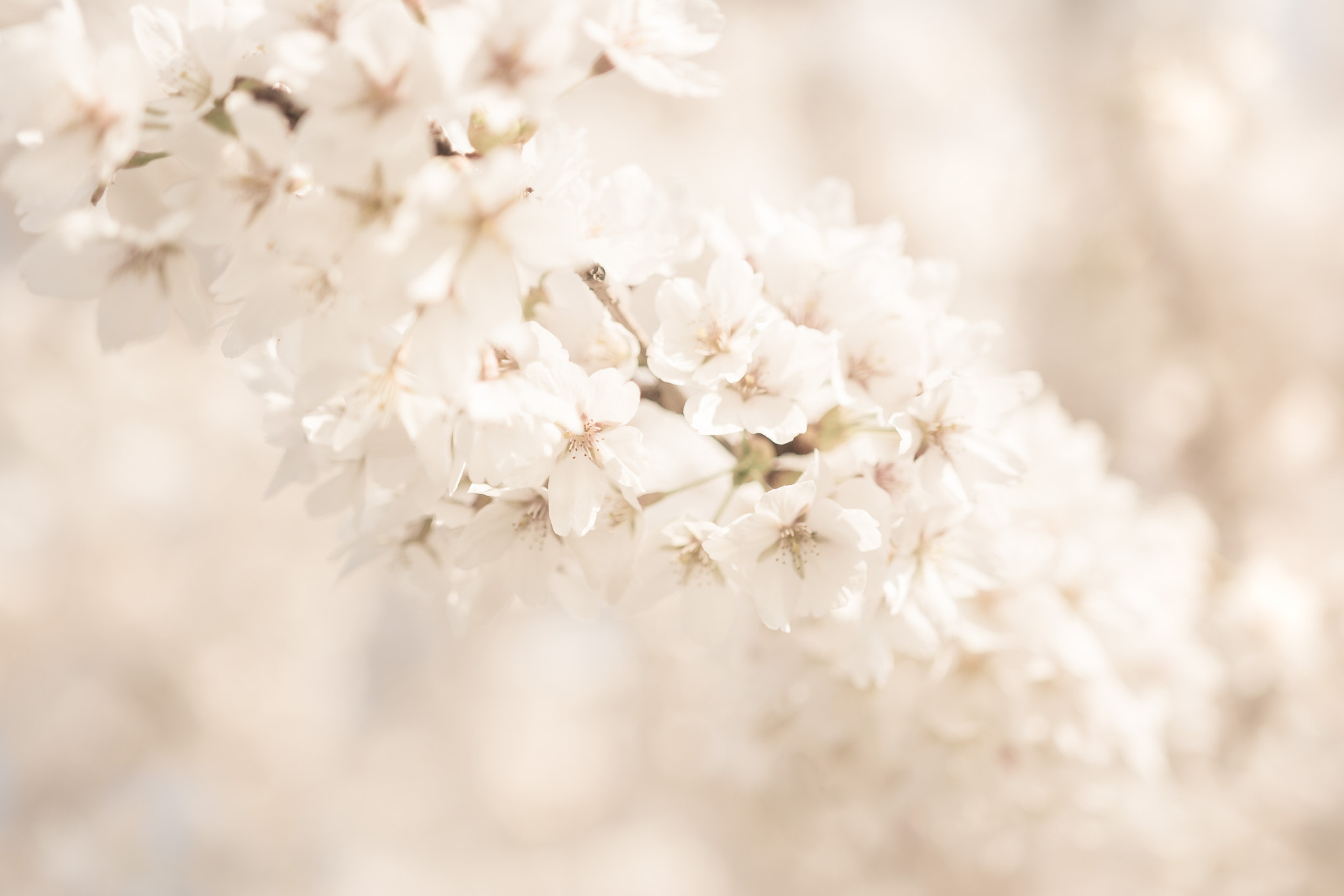 Sigma 18-35mm F1.8 DC HSM Art sample photo. Cherry. photography
