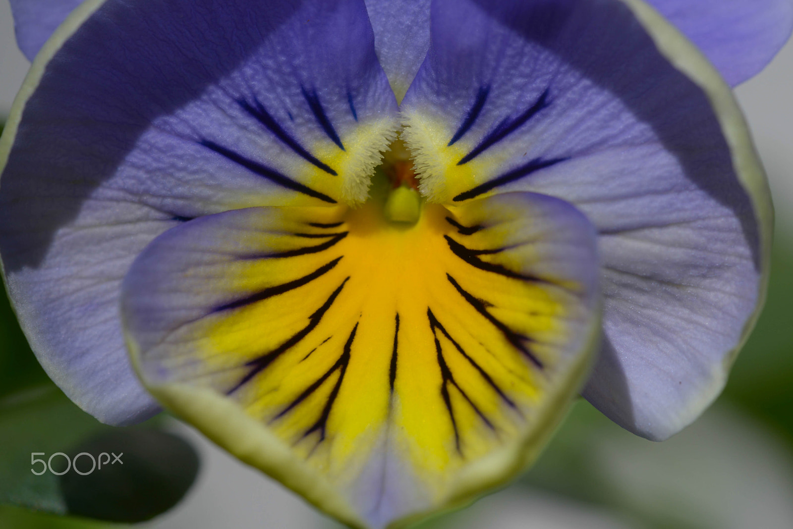 Sigma 150mm F2.8 EX DG OS Macro HSM sample photo. Hornveilchen photography