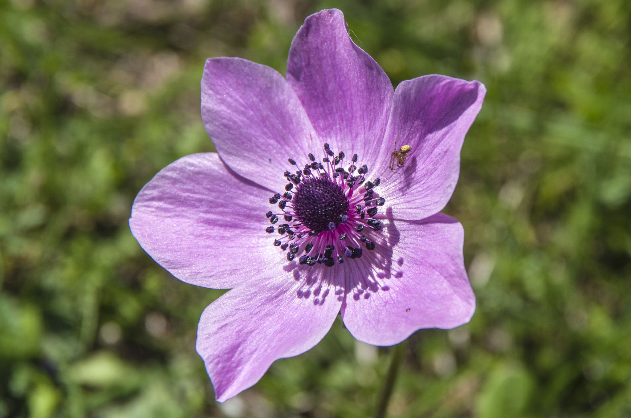 Pentax K-30 sample photo. Spider on pink anemone photography
