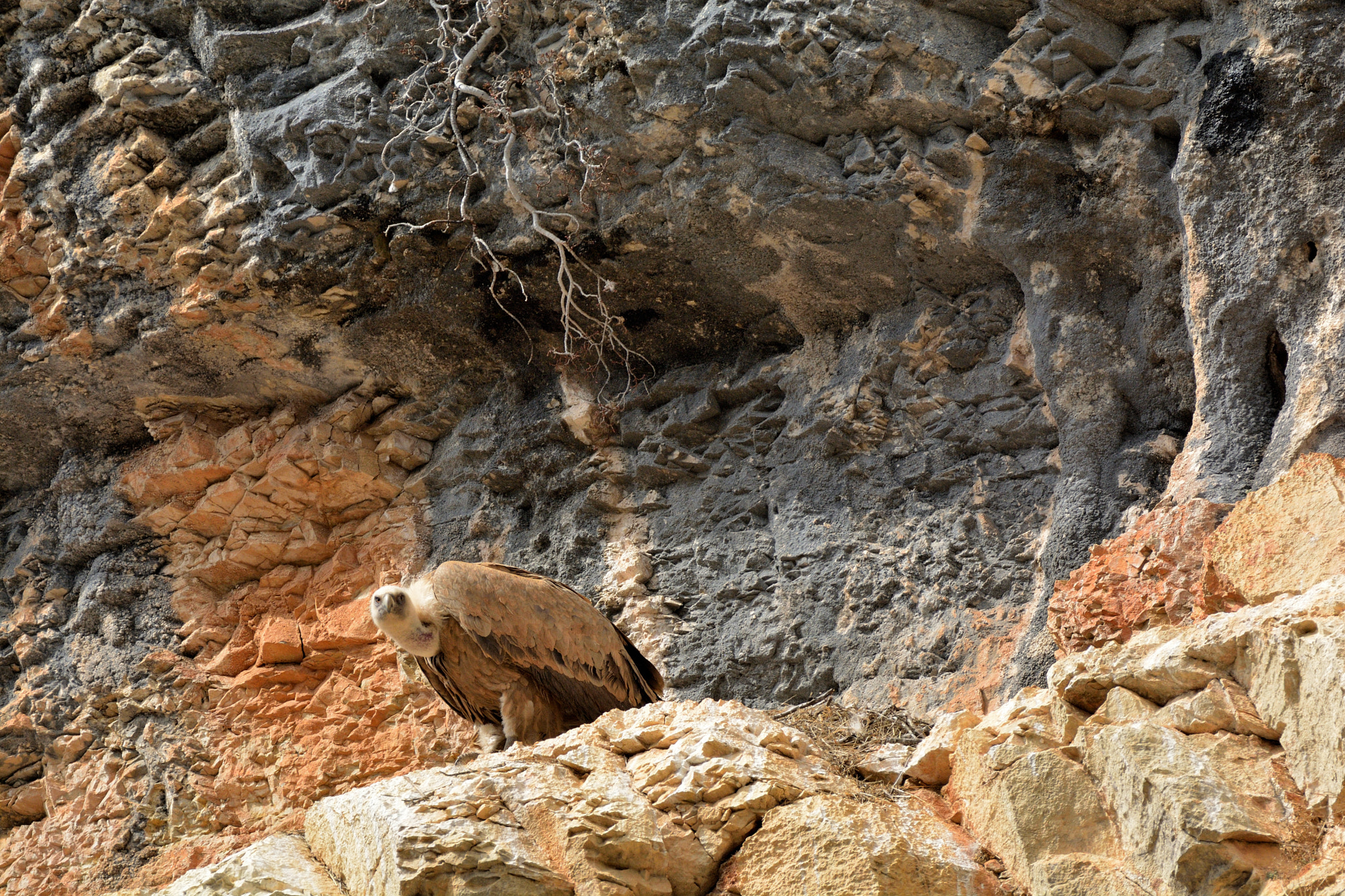 Nikon D5200 + Sigma 150-600mm F5-6.3 DG OS HSM | C sample photo. Buitres en el cañón del rio talegones photography