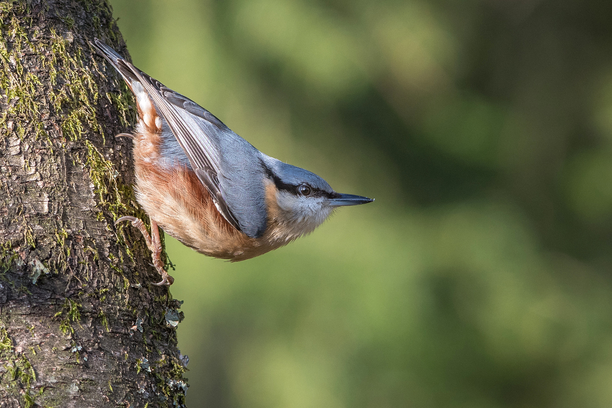Nikon AF-S Nikkor 300mm F2.8G ED VR II sample photo. Sitelle torchepot photography