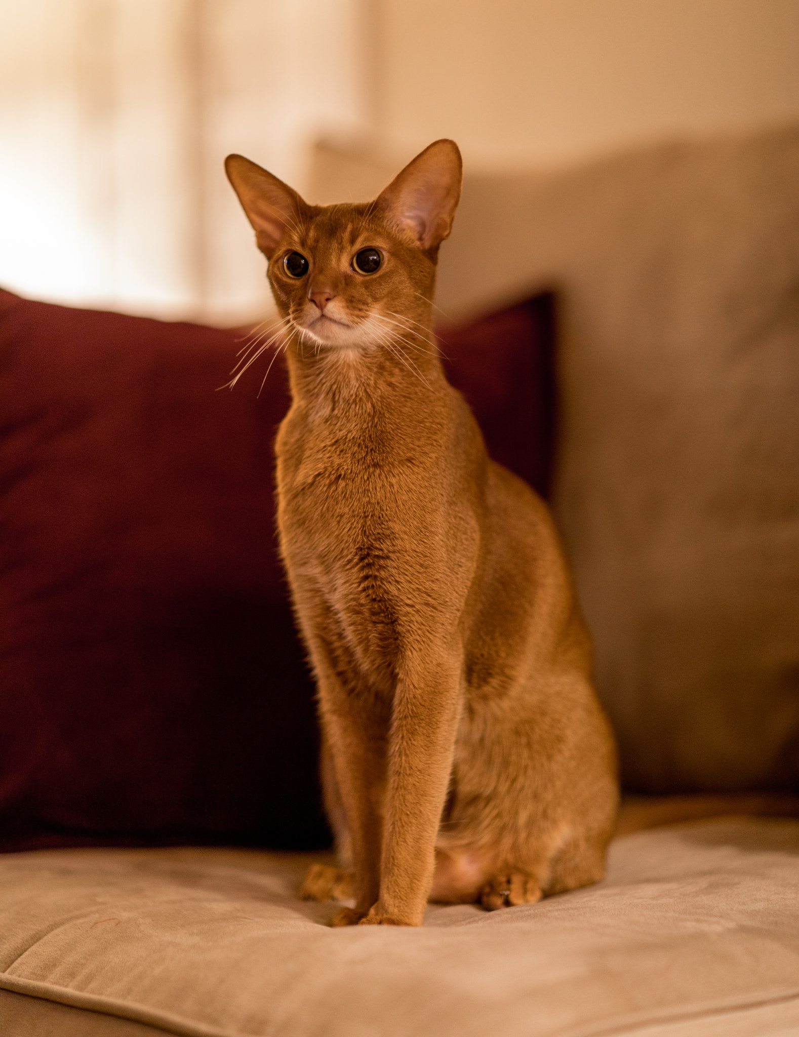 Canon EF 85mm F1.2L II USM sample photo. Img photography