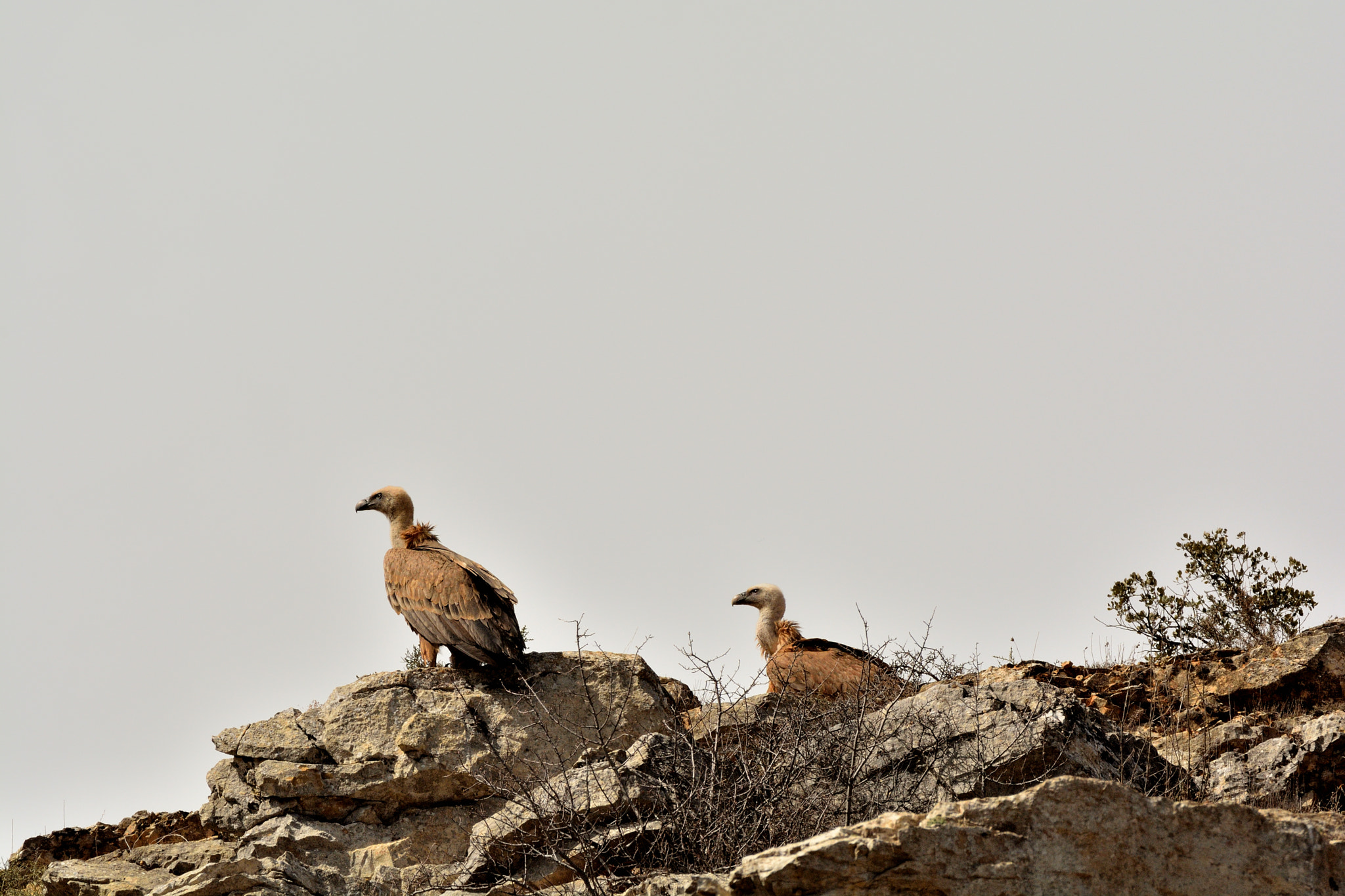 Nikon D5200 + Sigma 150-600mm F5-6.3 DG OS HSM | C sample photo. Buitres en el cañón del rio talegones photography